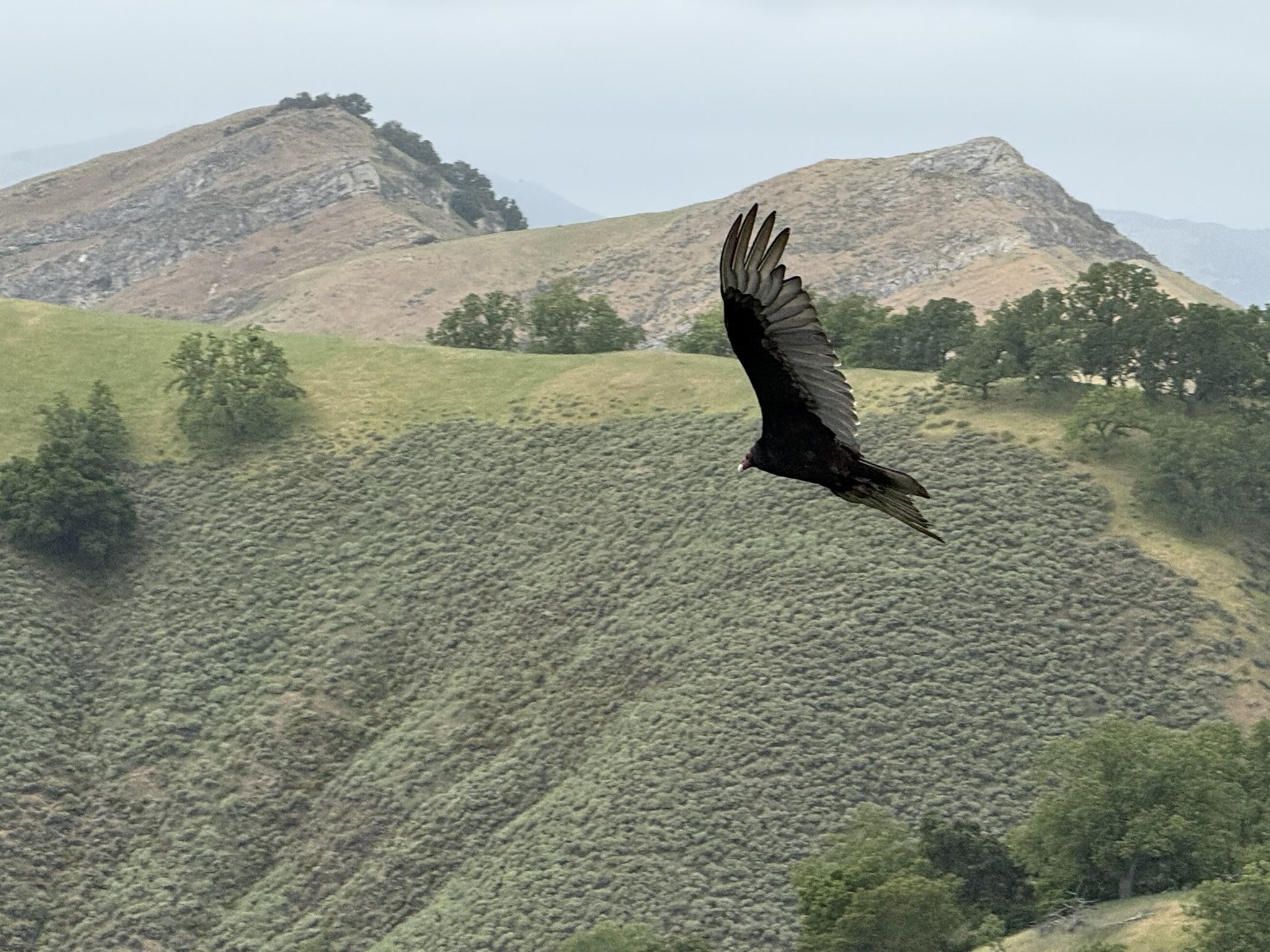 Sunol Wilderness Regional Preserve