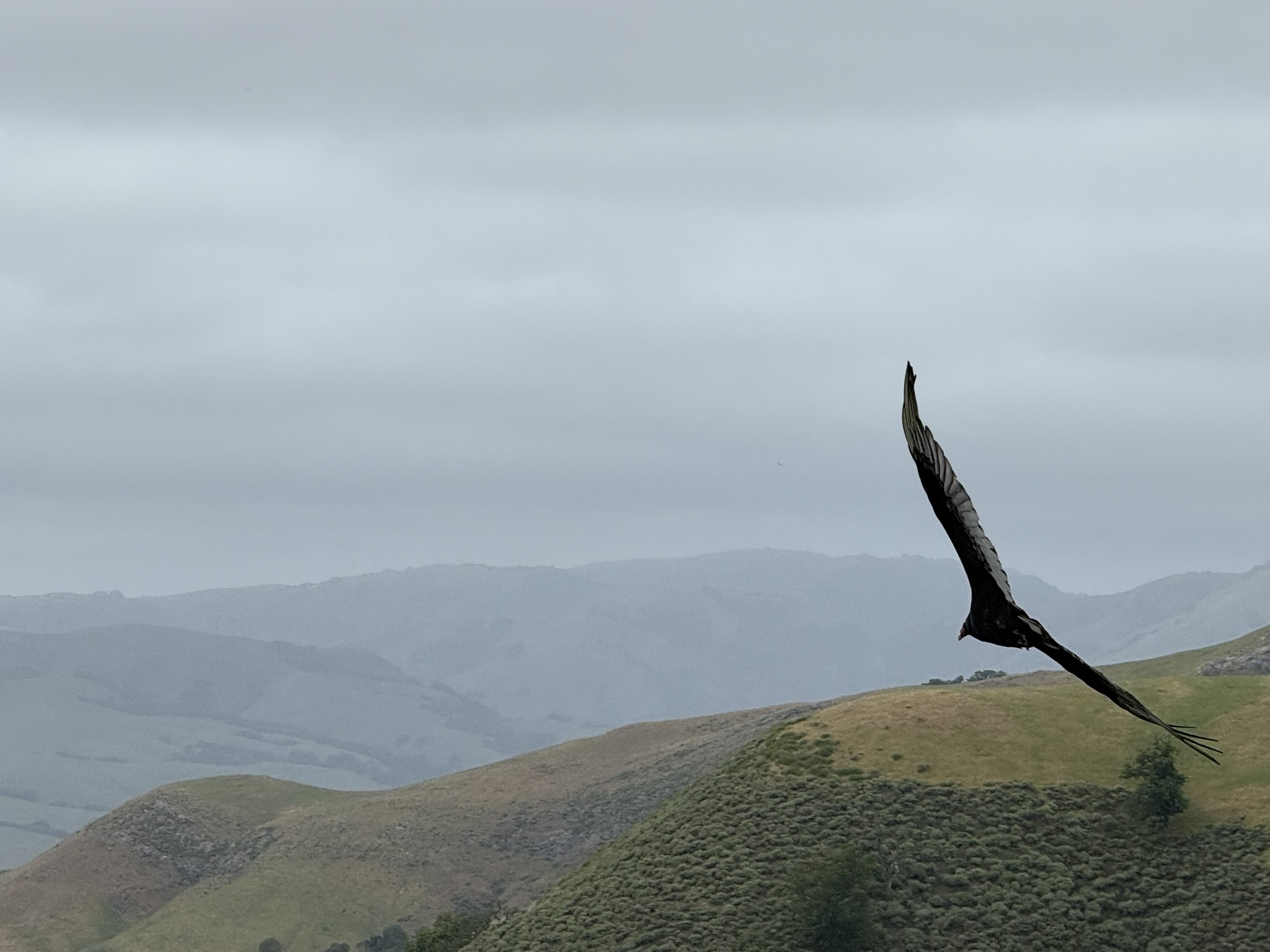 Sunol Wilderness Regional Preserve