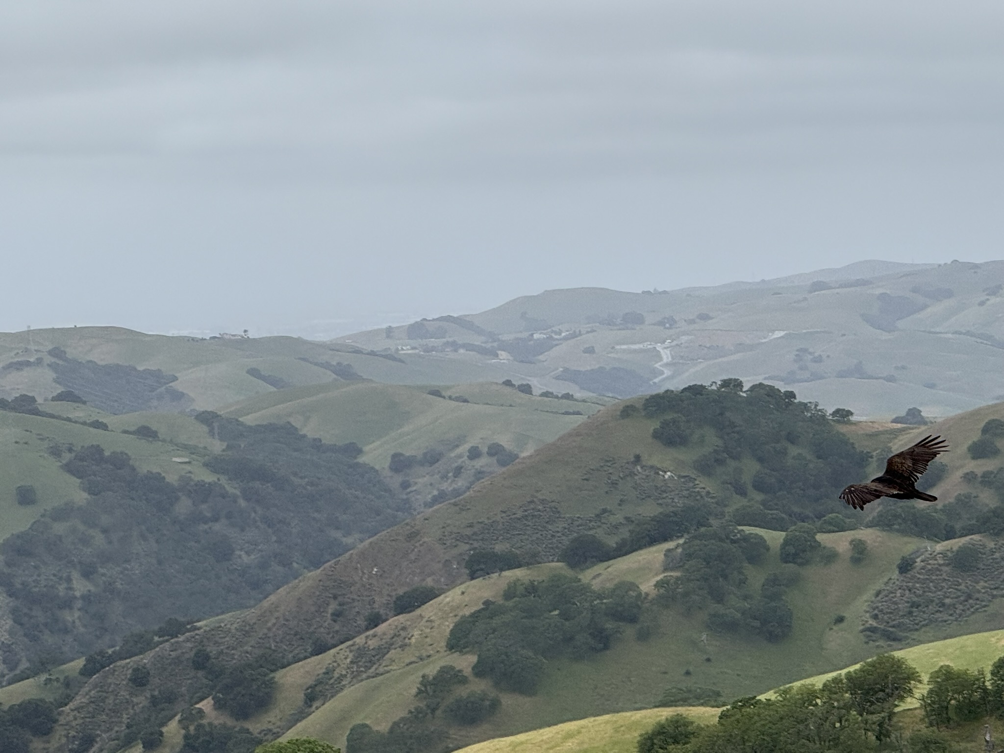 Sunol Wilderness Regional Preserve