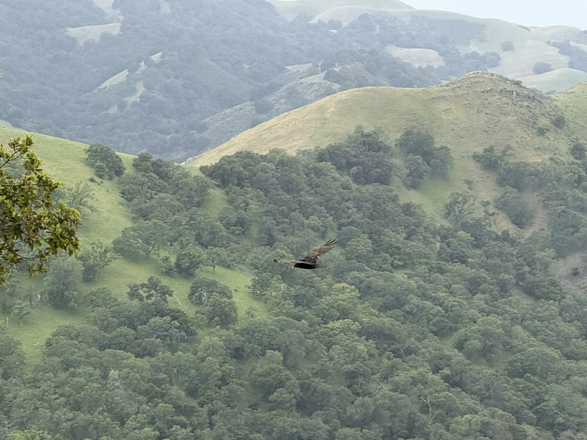 Sunol Wilderness Regional Preserve