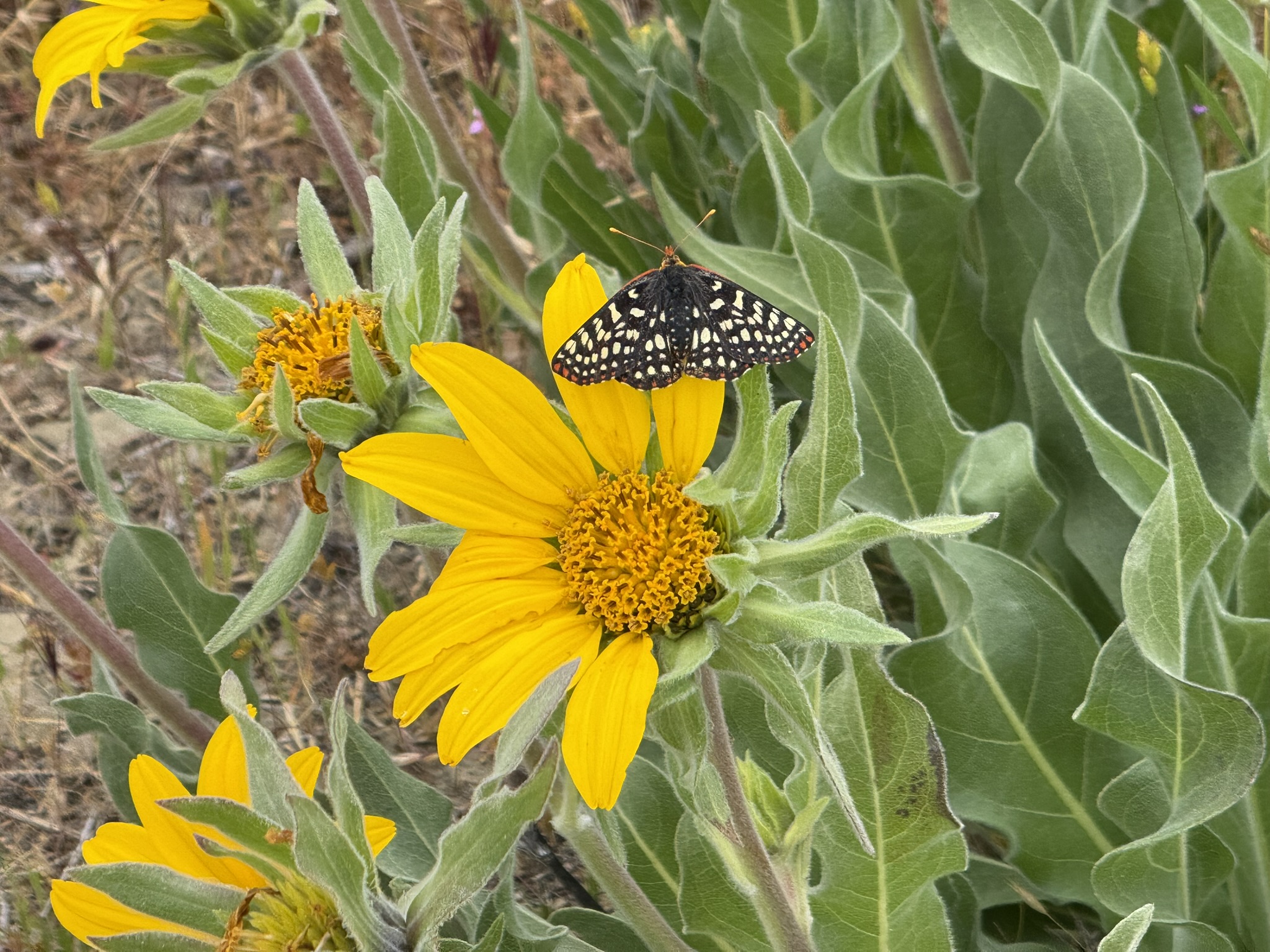 Sunol Wilderness Regional Preserve