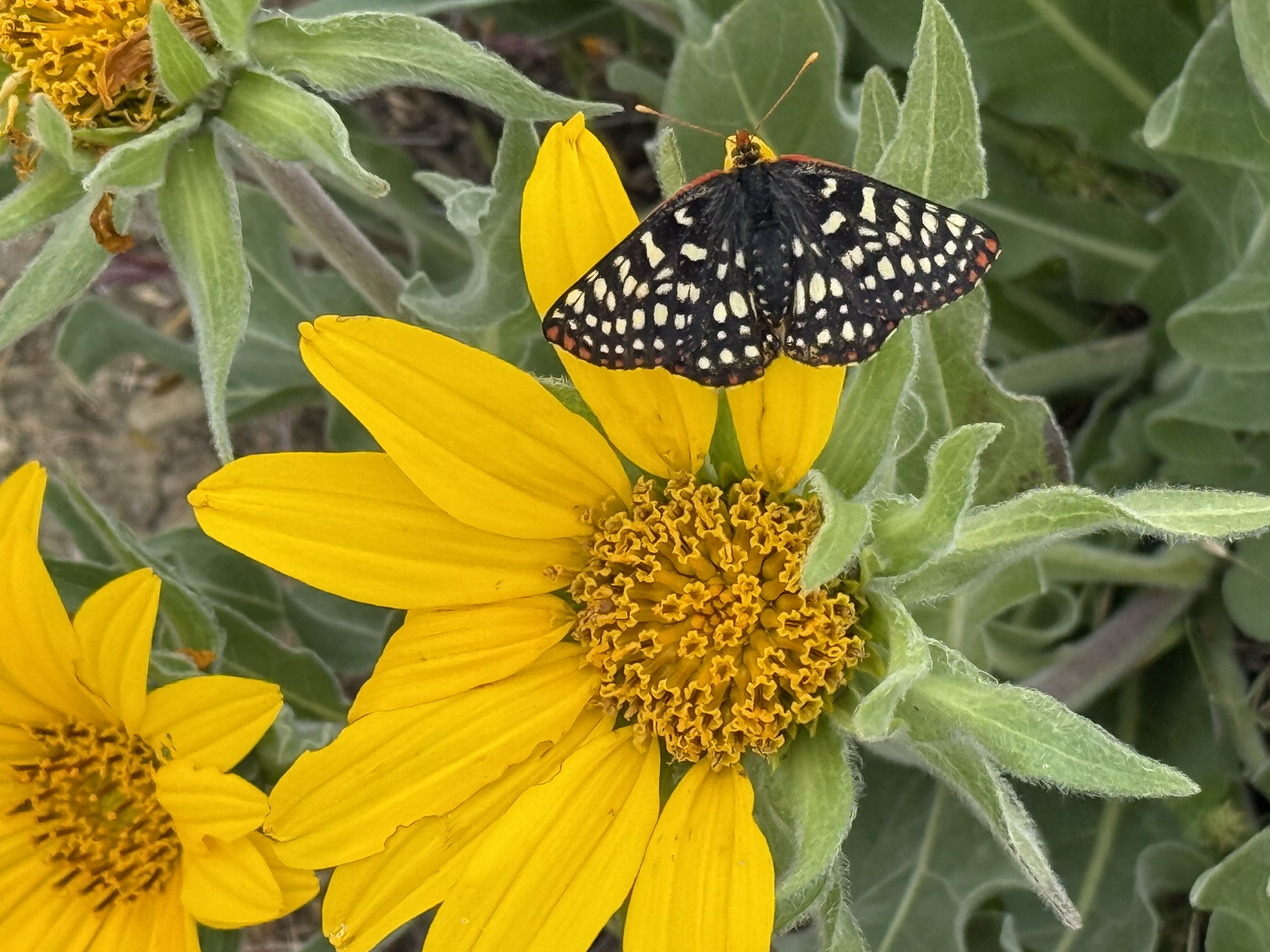 Sunol Wilderness Regional Preserve