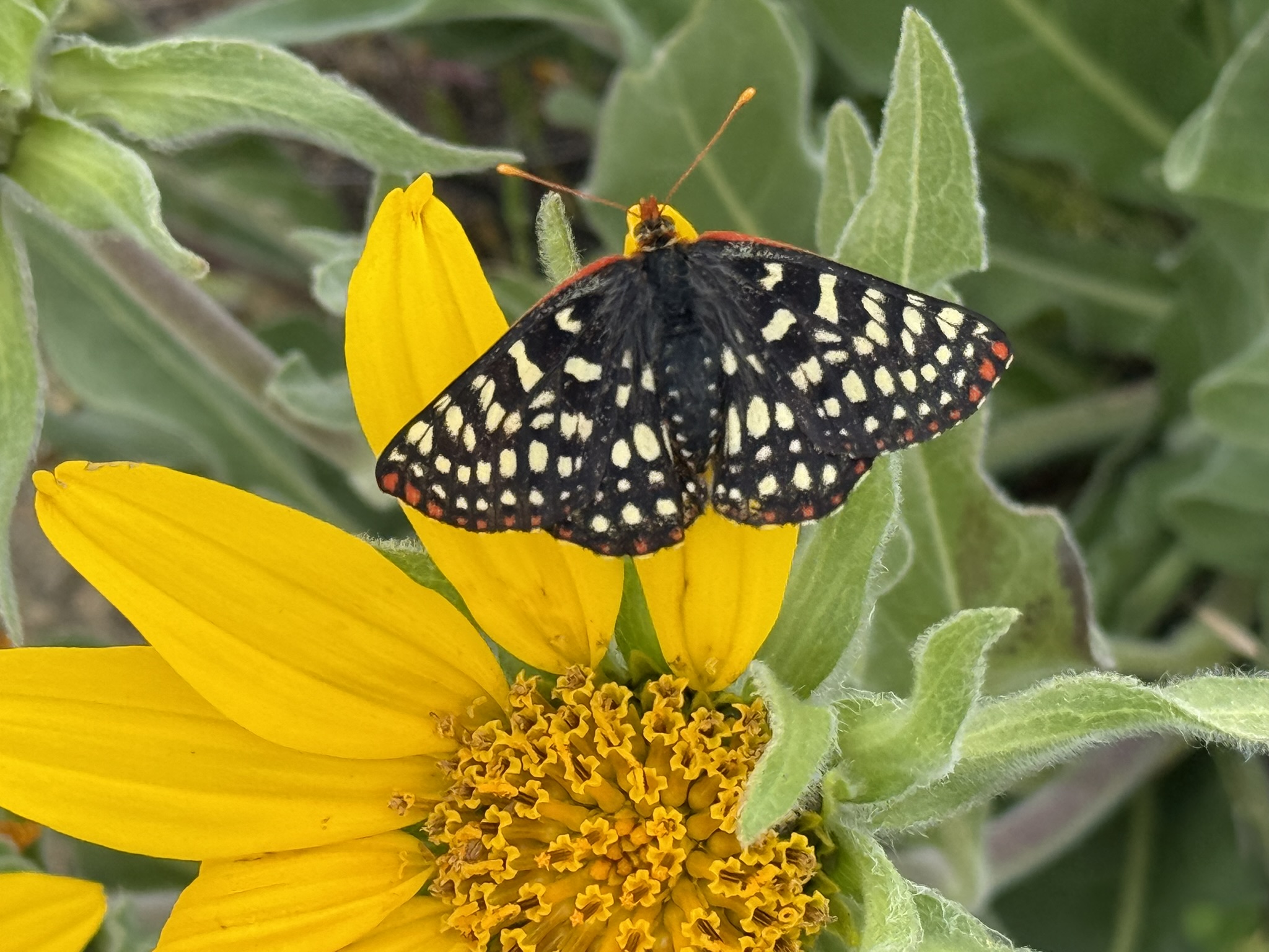 Sunol Wilderness Regional Preserve