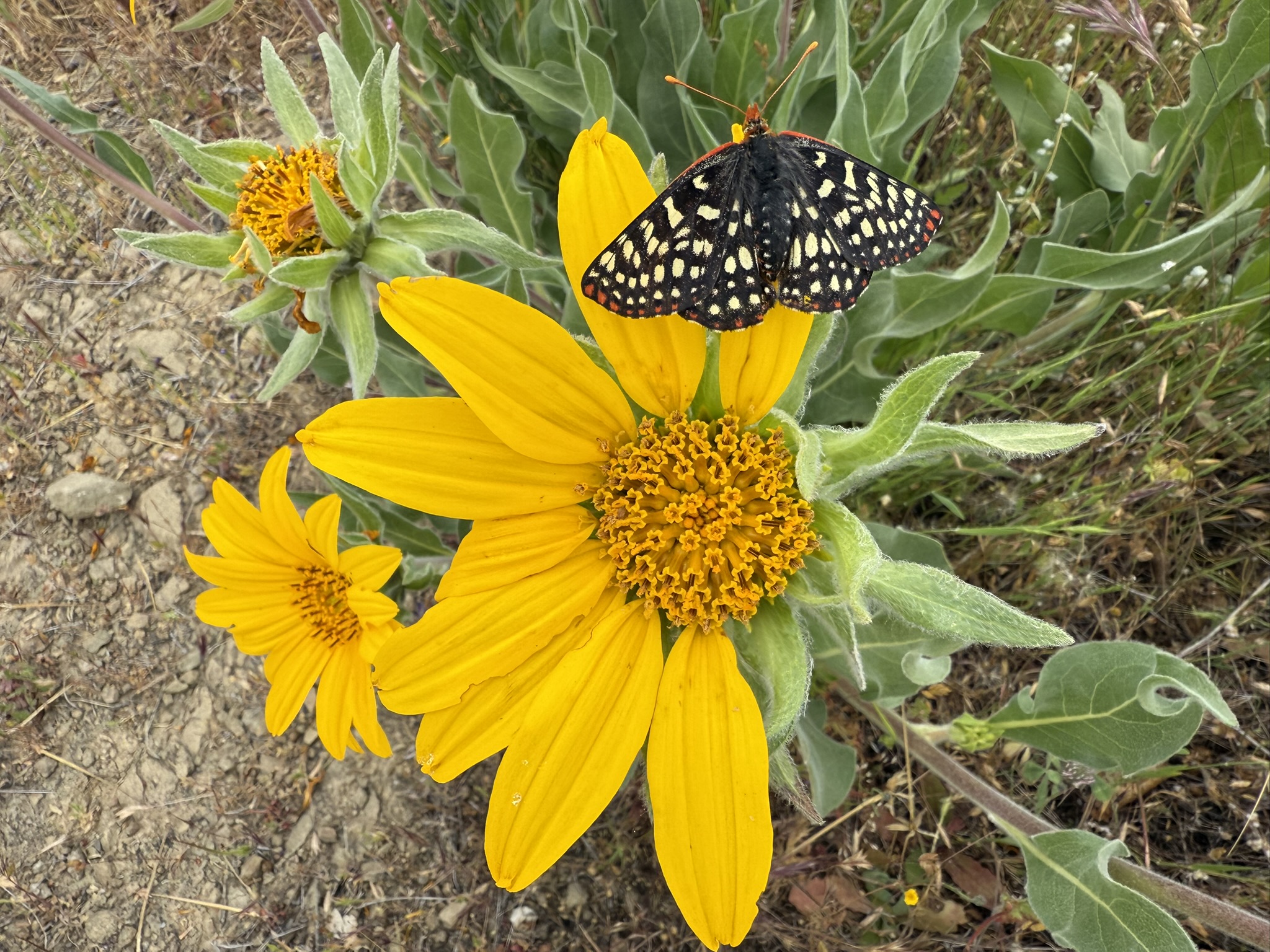 Sunol Wilderness Regional Preserve