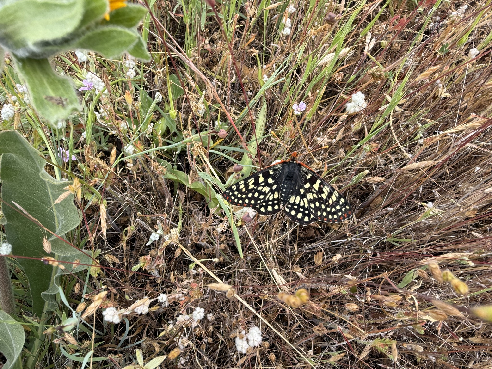 Sunol Wilderness Regional Preserve