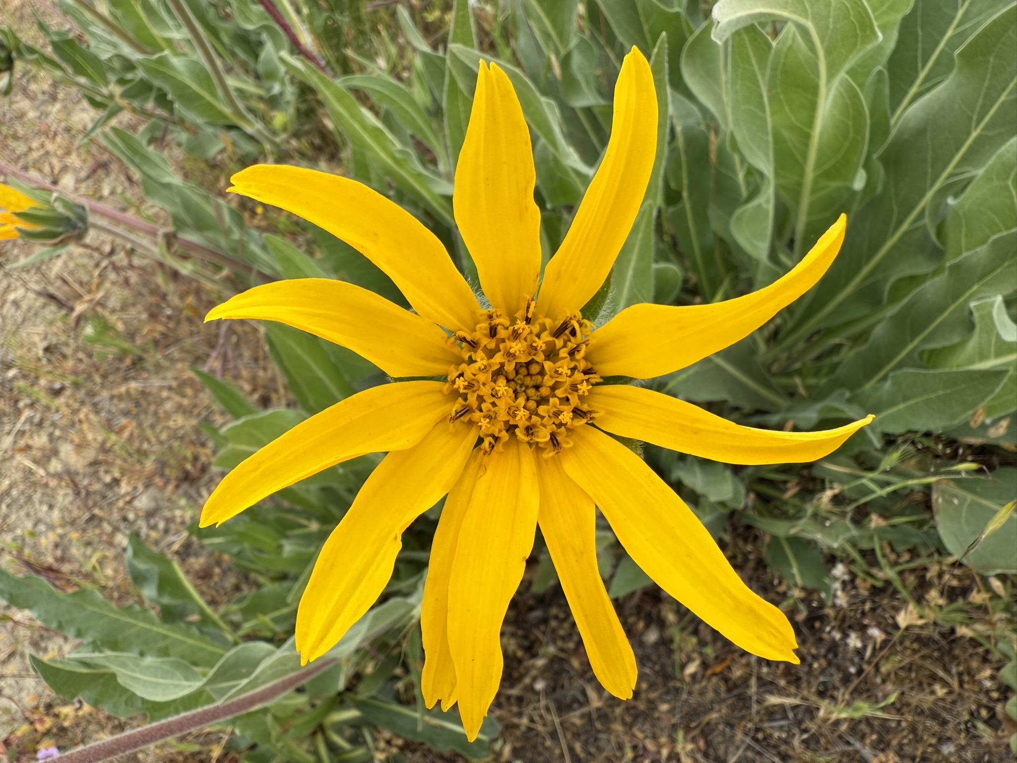 Sunol Wilderness Regional Preserve
