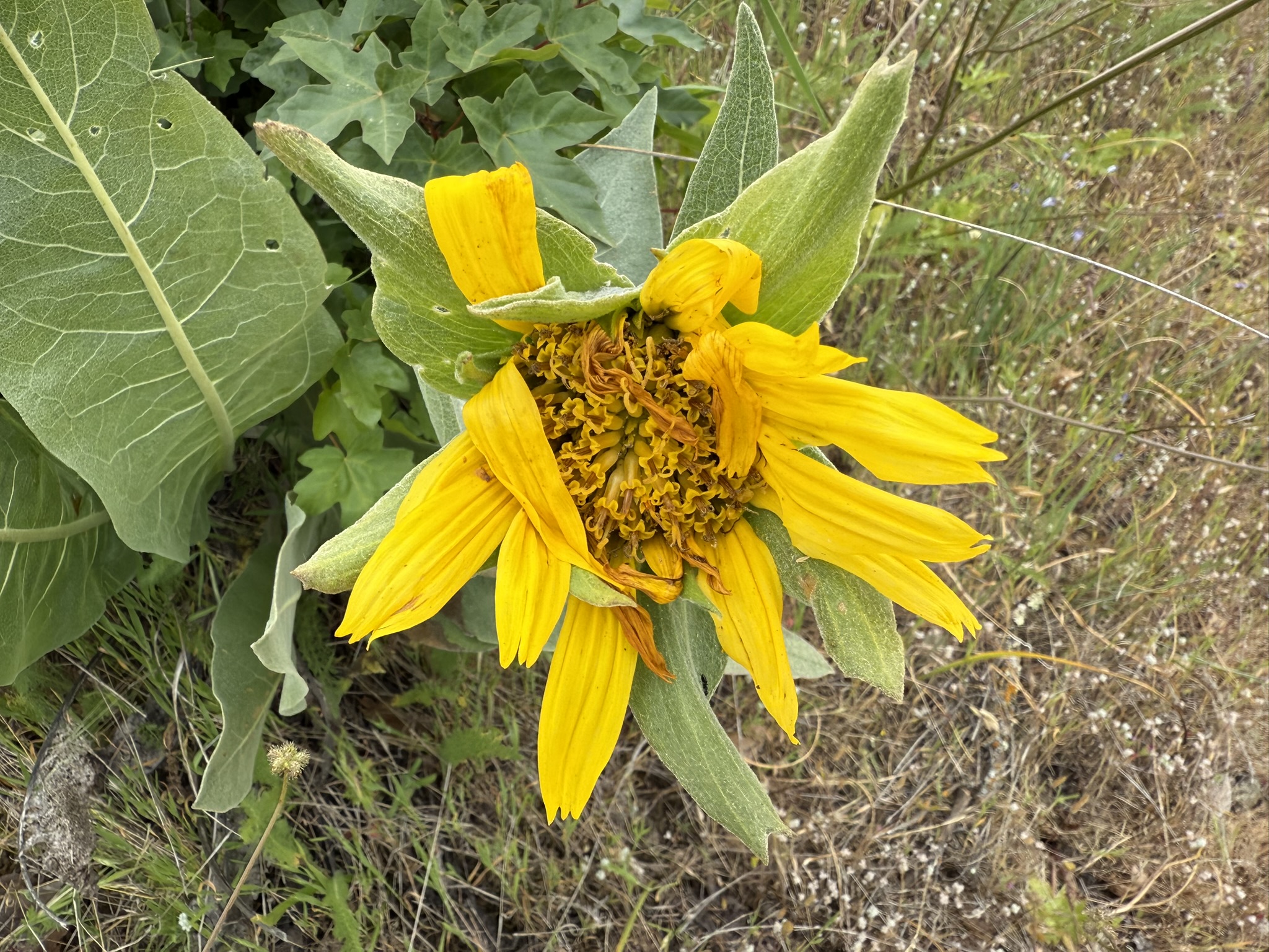 Sunol Wilderness Regional Preserve
