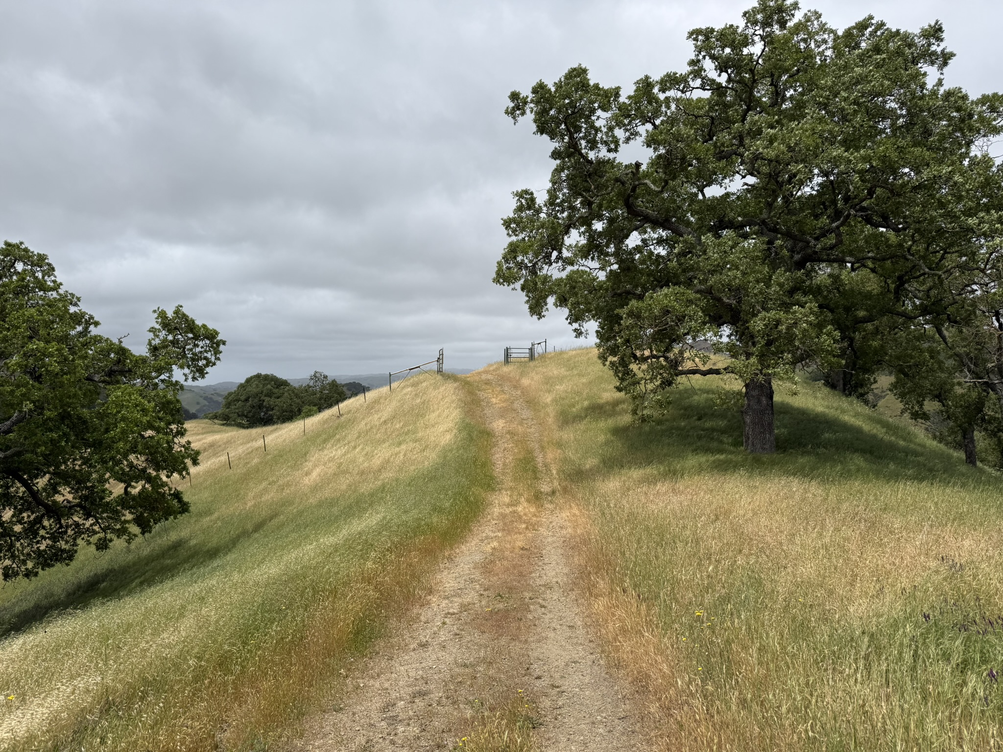 Sunol Wilderness Regional Preserve