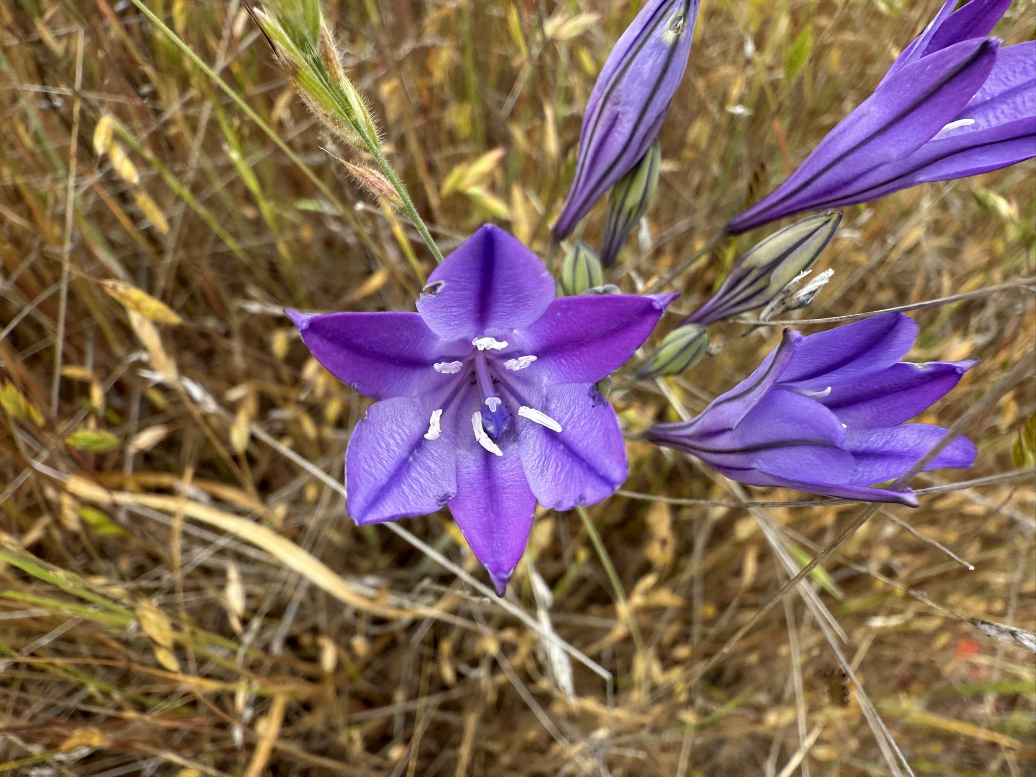 Sunol Wilderness Regional Preserve