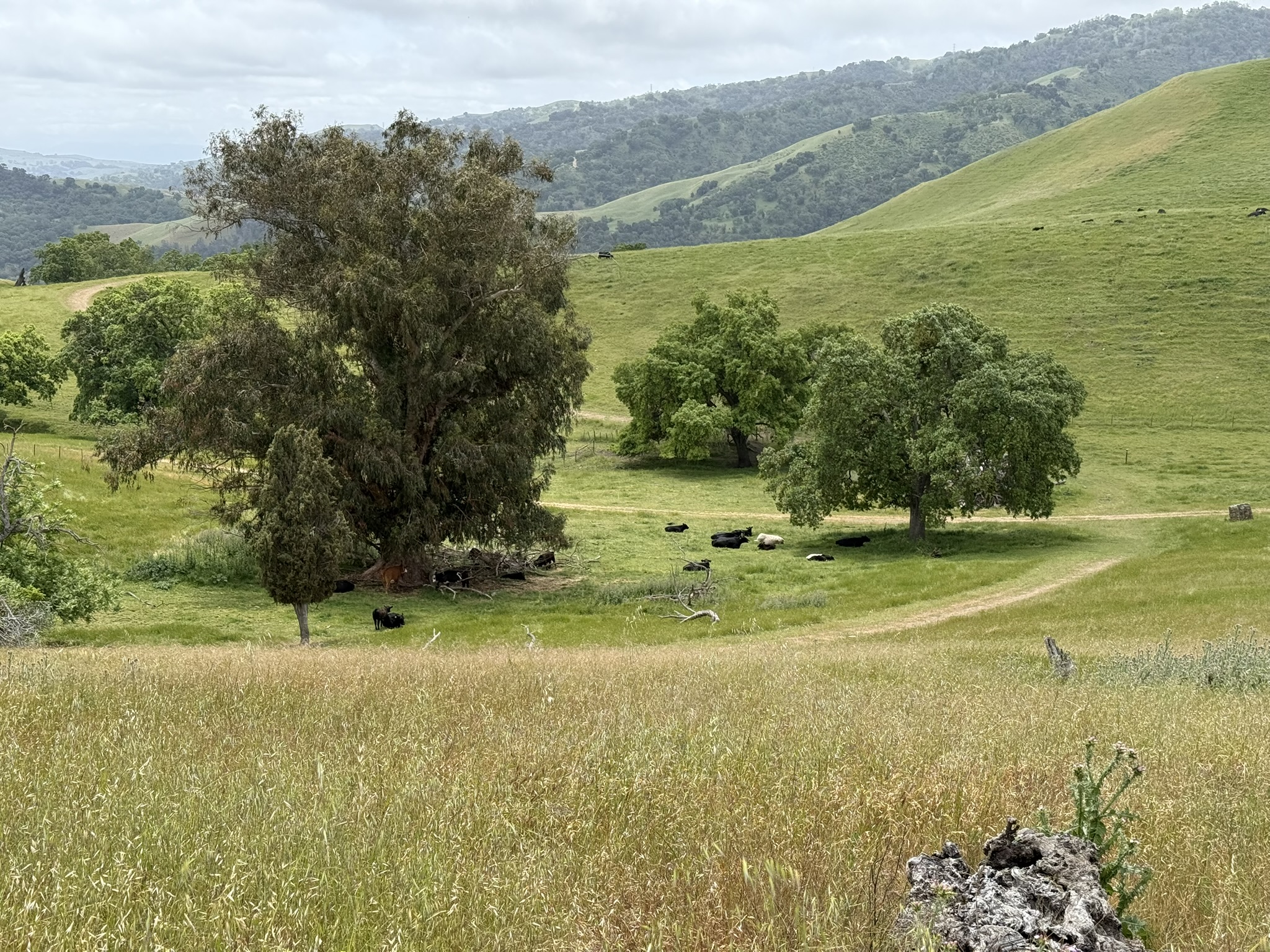 Sunol Wilderness Regional Preserve