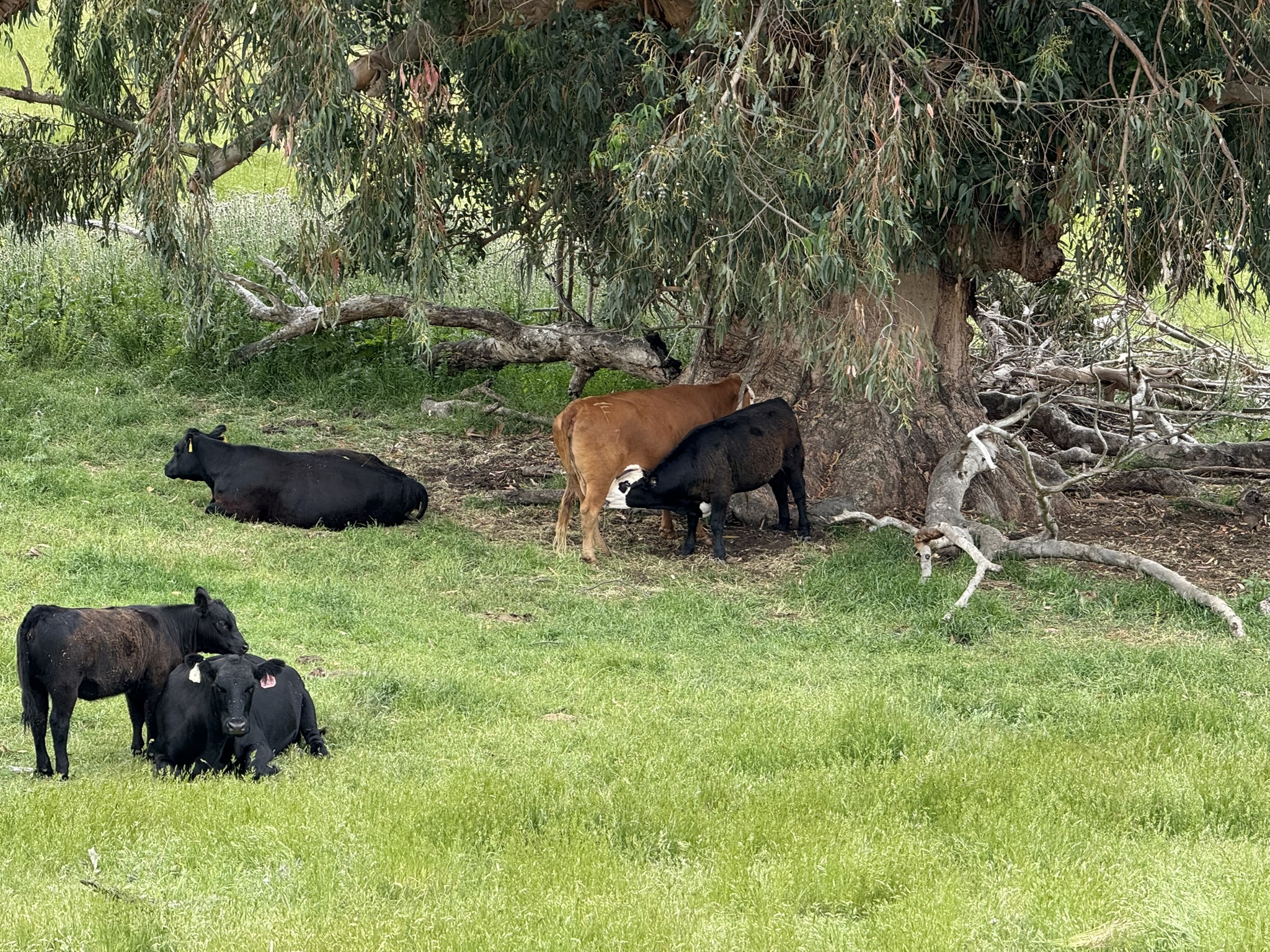 Sunol Wilderness Regional Preserve