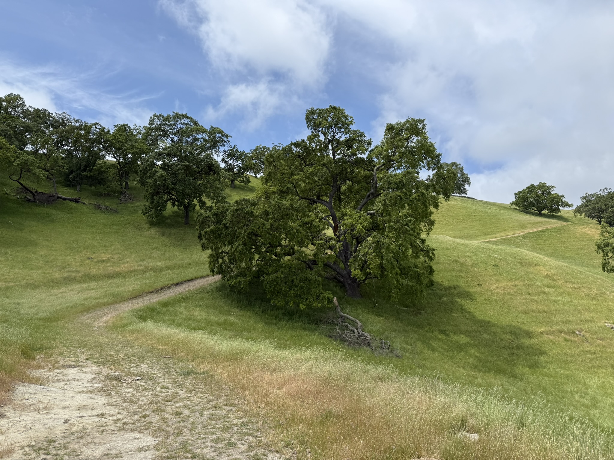 Sunol Wilderness Regional Preserve