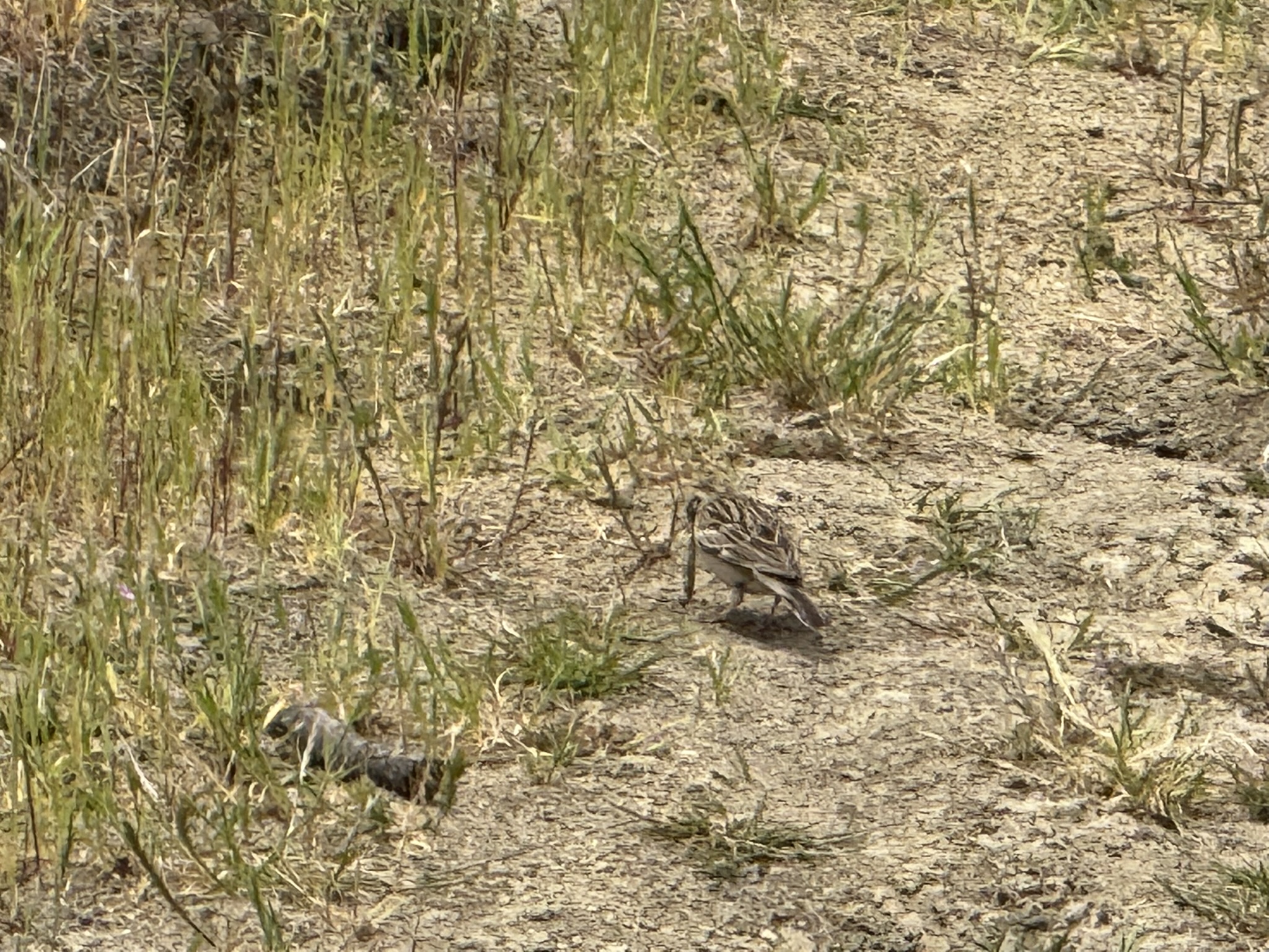 Sunol Wilderness Regional Preserve