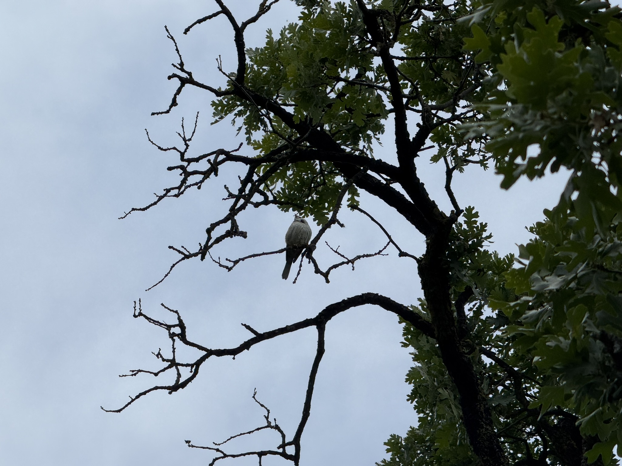 Sunol Wilderness Regional Preserve