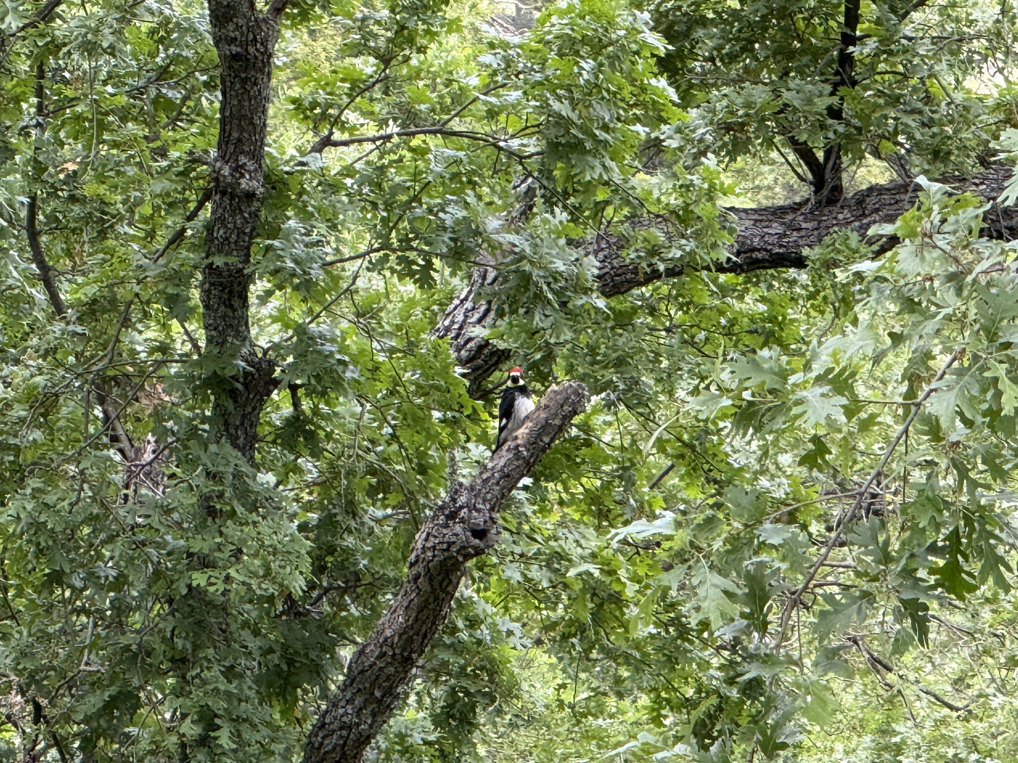 Sunol Wilderness Regional Preserve