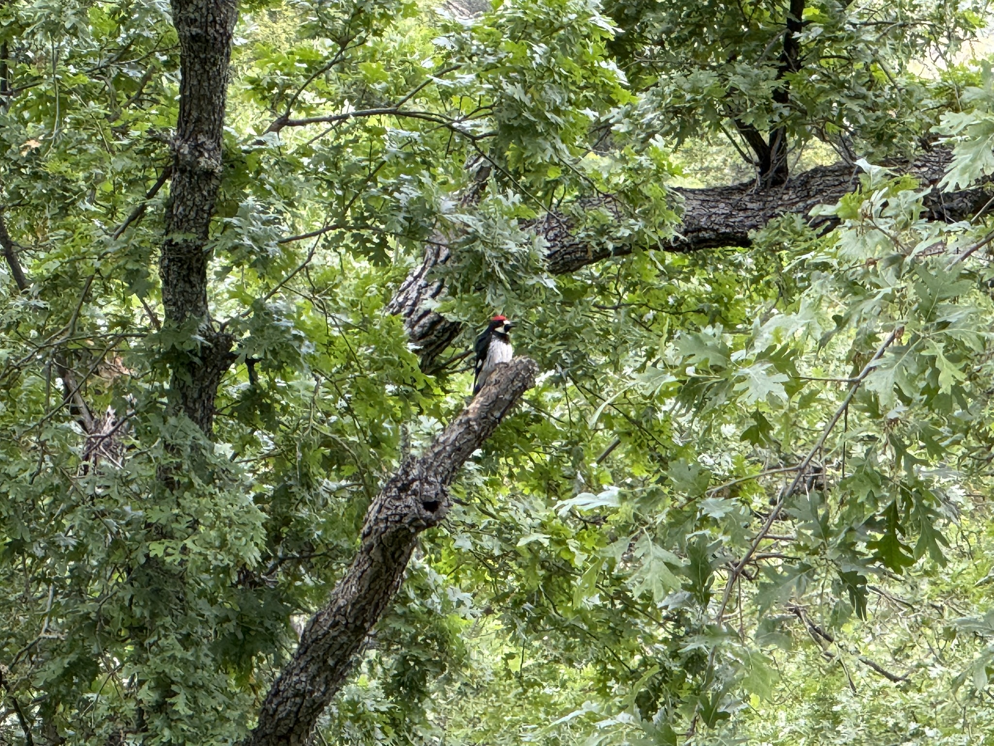 Sunol Wilderness Regional Preserve