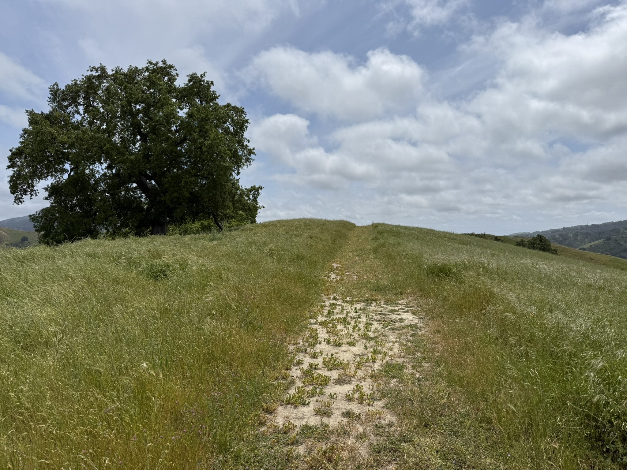 Sunol Wilderness Regional Preserve