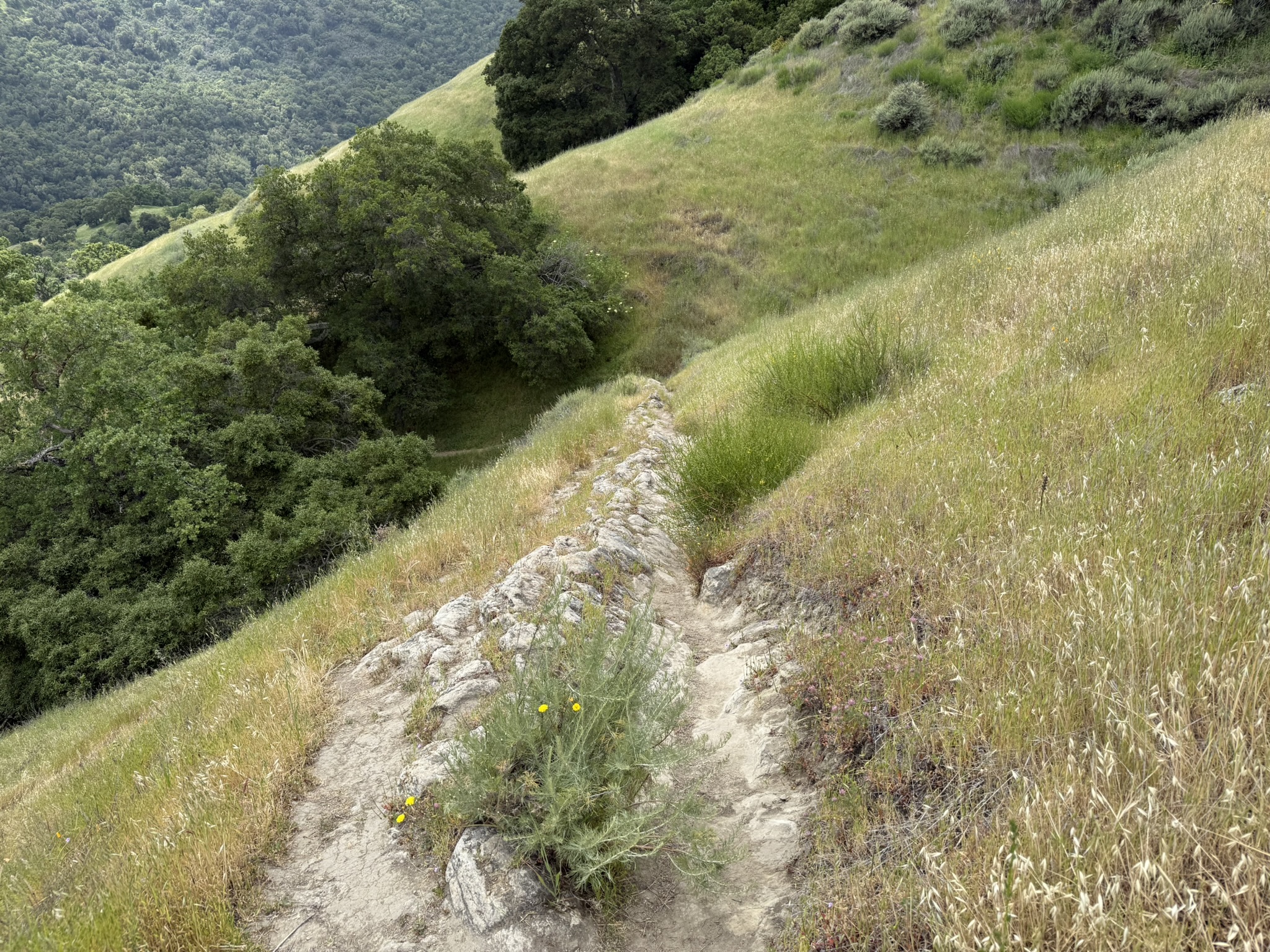 Sunol Wilderness Regional Preserve