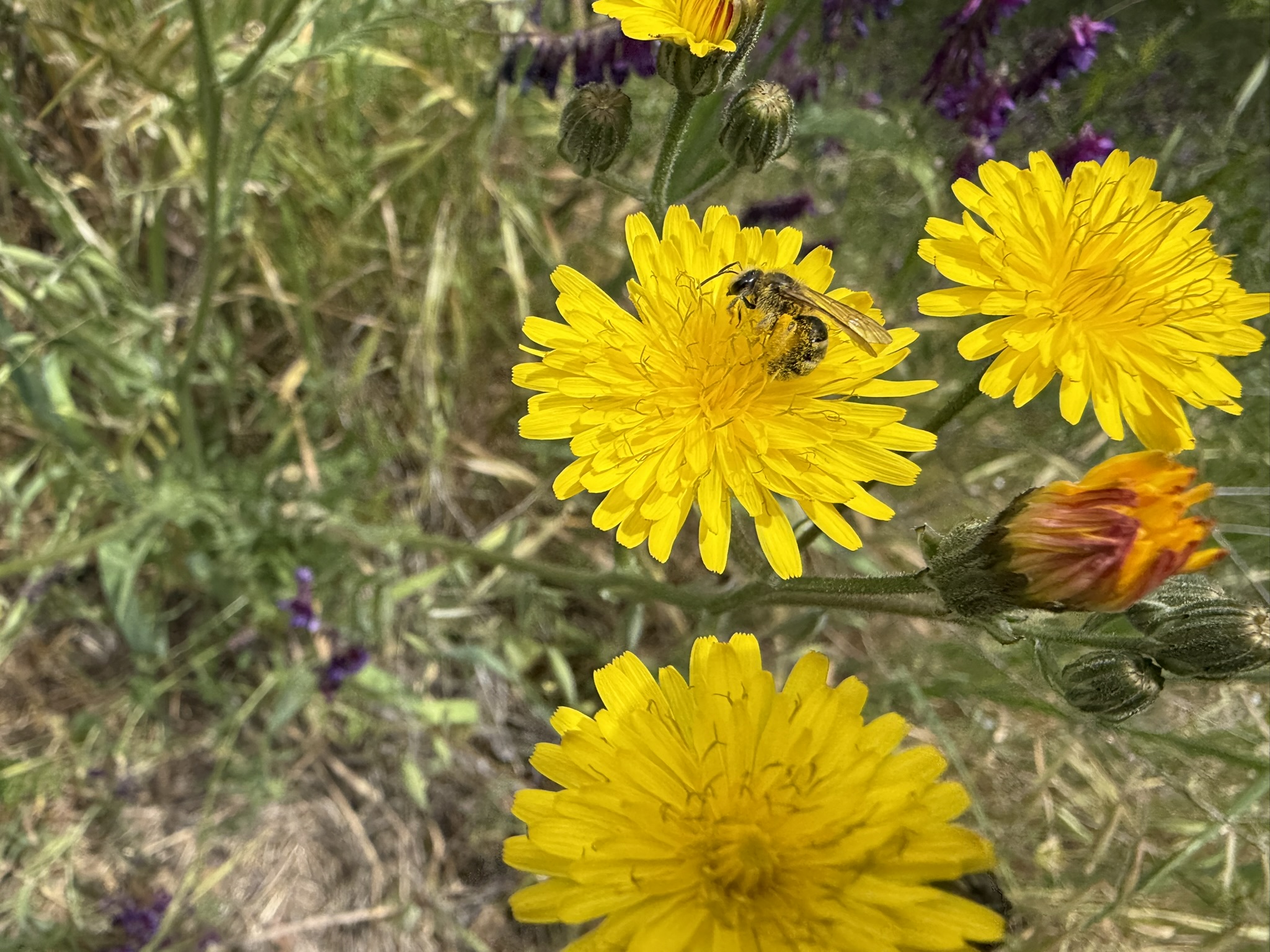 Sunol Wilderness Regional Preserve