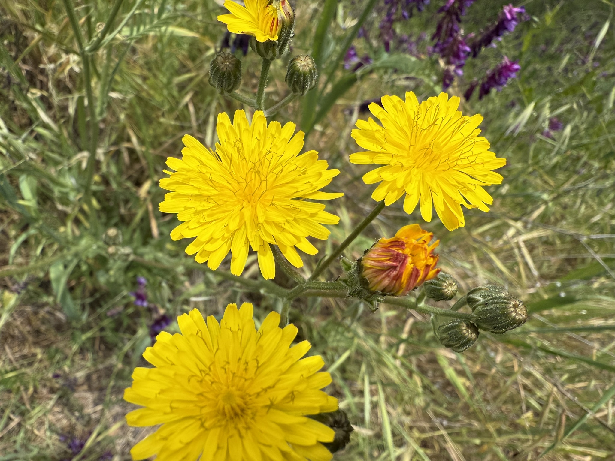 Sunol Wilderness Regional Preserve