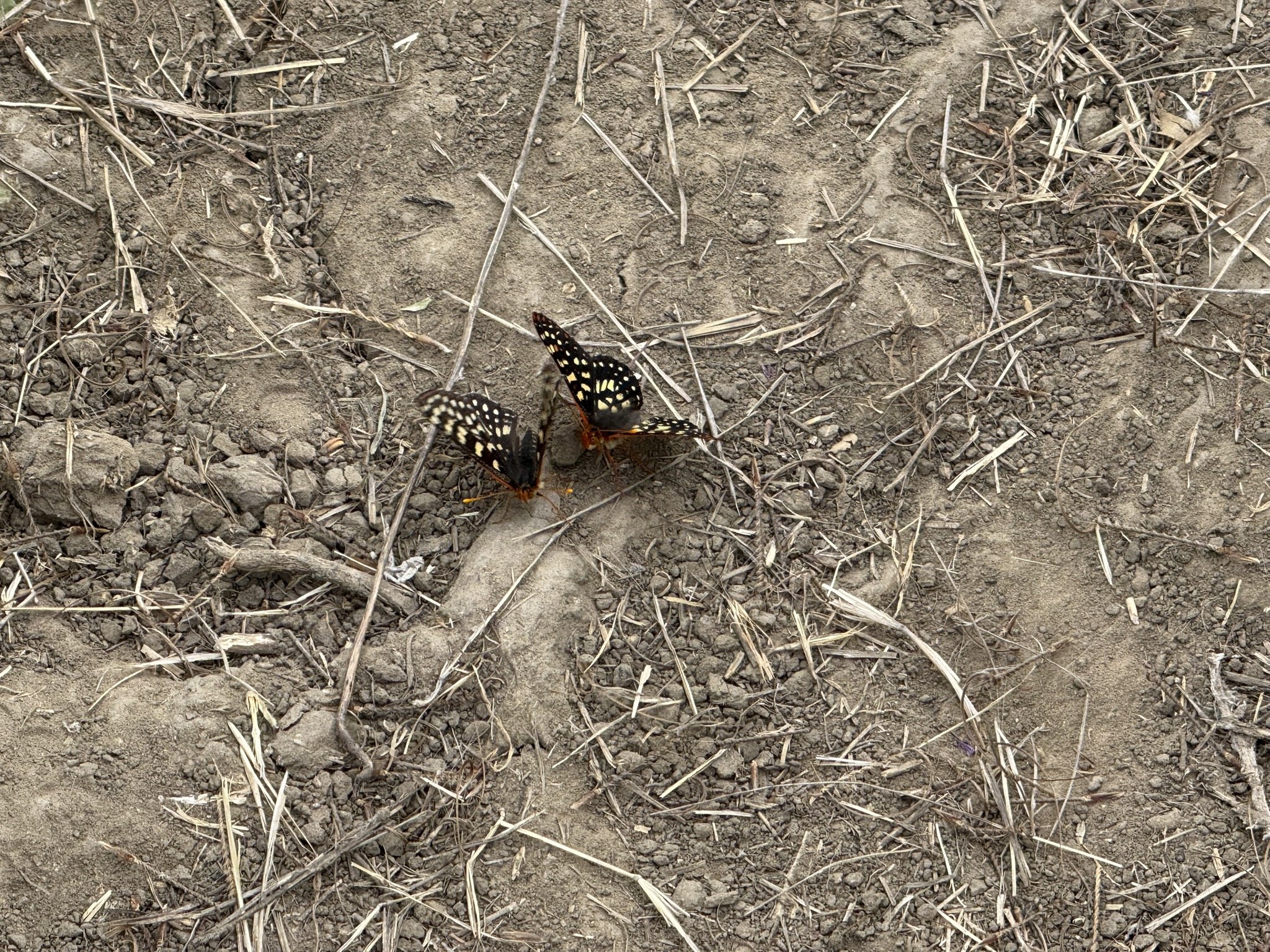 Sunol Wilderness Regional Preserve