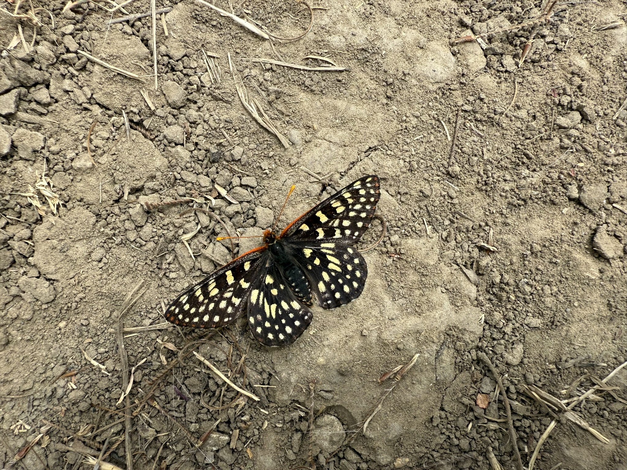 Sunol Wilderness Regional Preserve