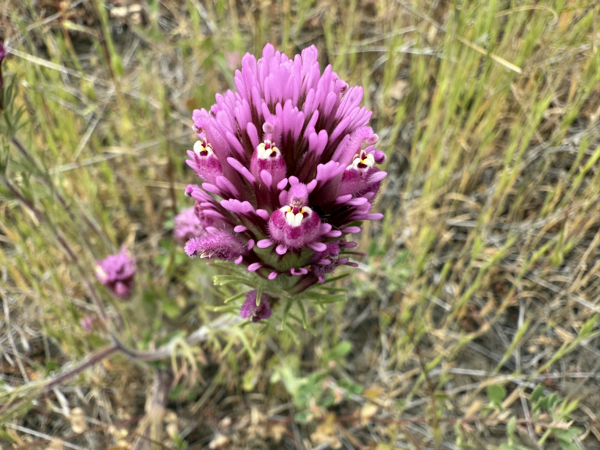 Sunol Wilderness Regional Preserve