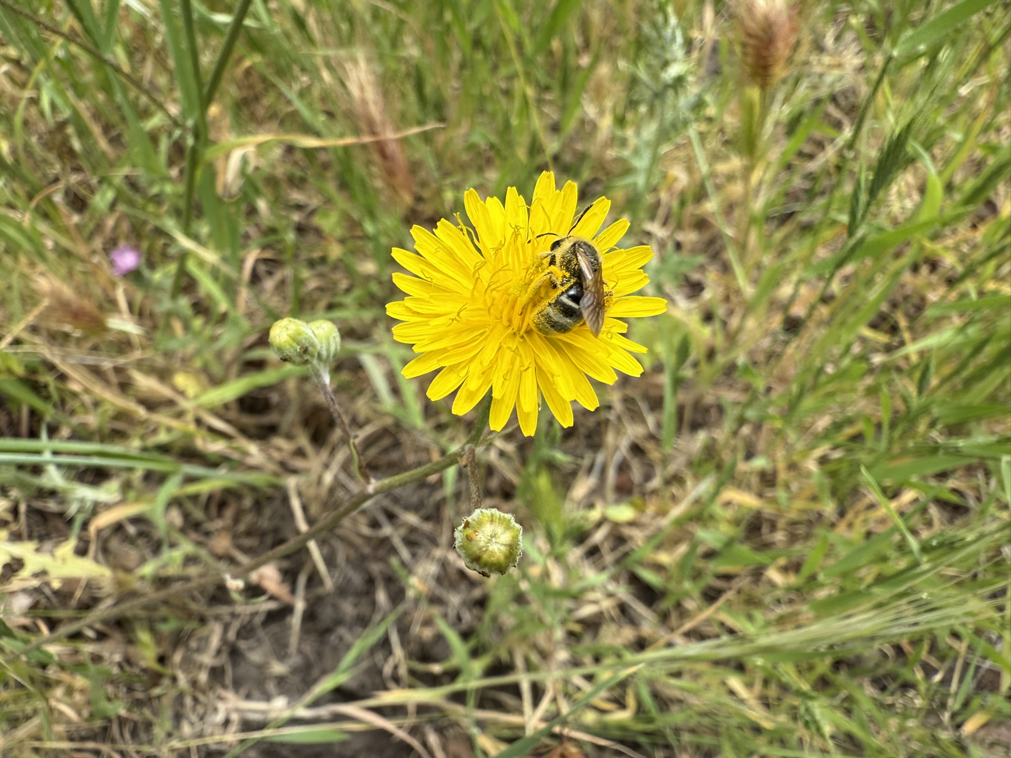 Sunol Wilderness Regional Preserve