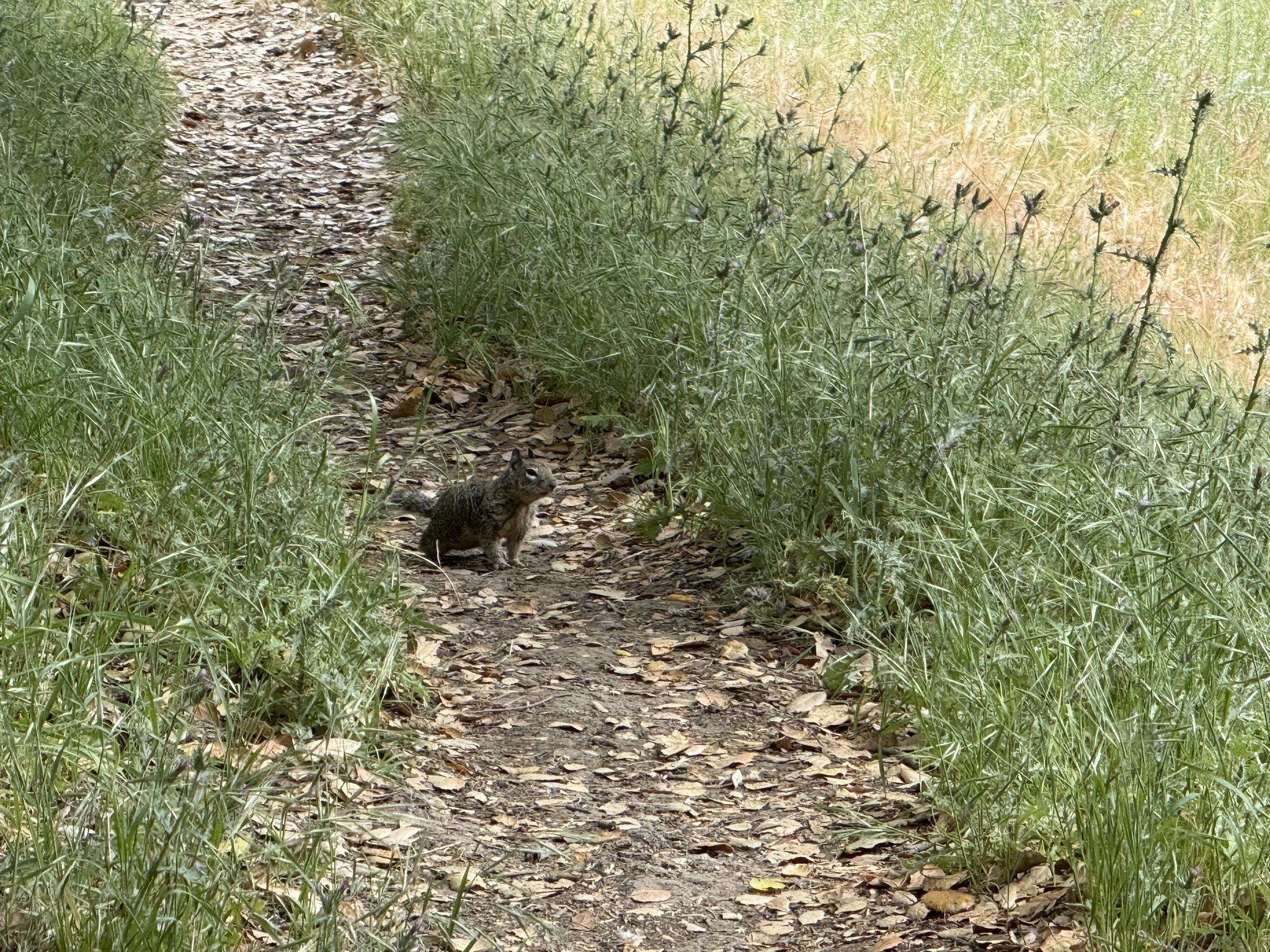 Sunol Wilderness Regional Preserve