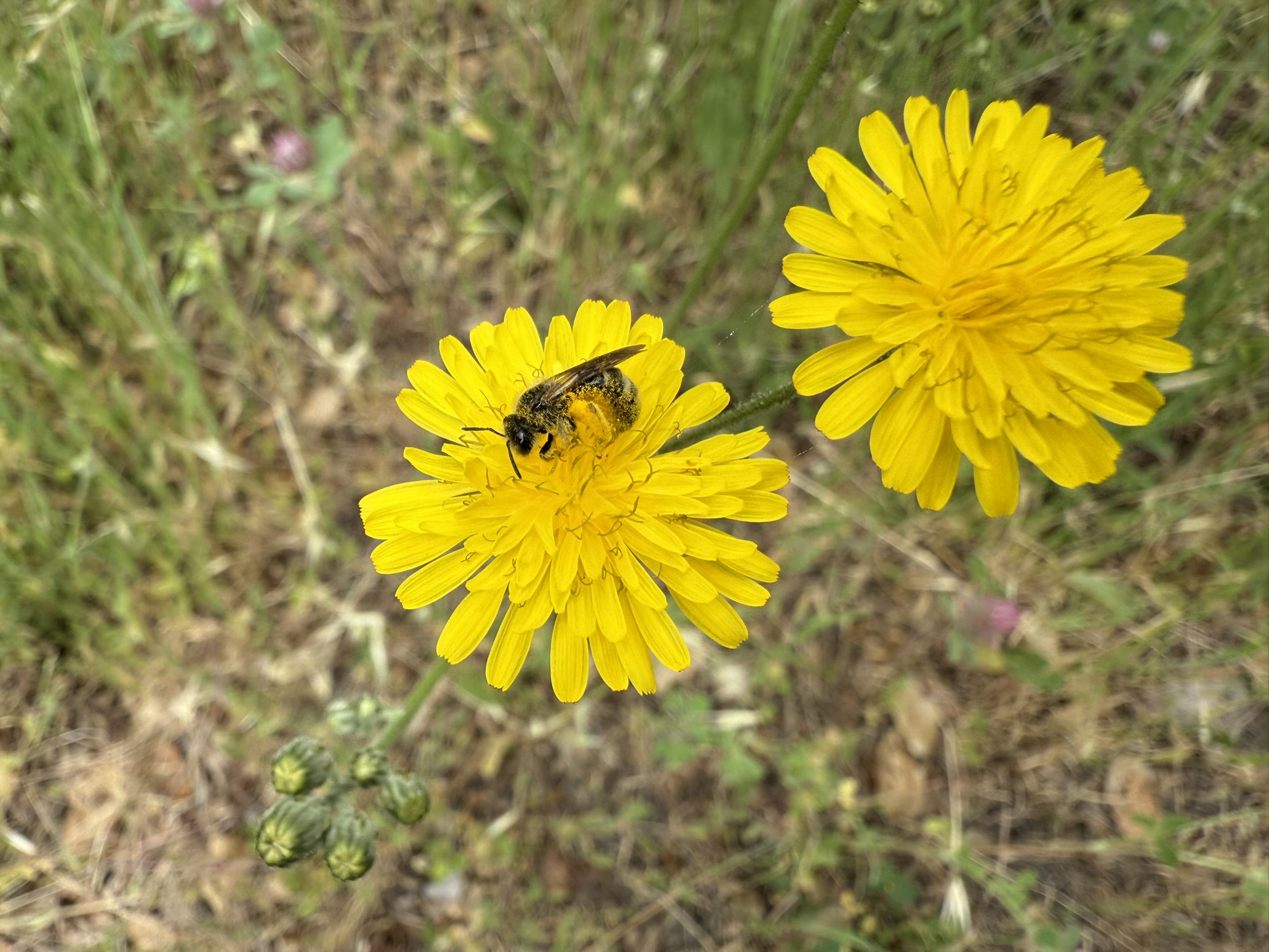 Sunol Wilderness Regional Preserve