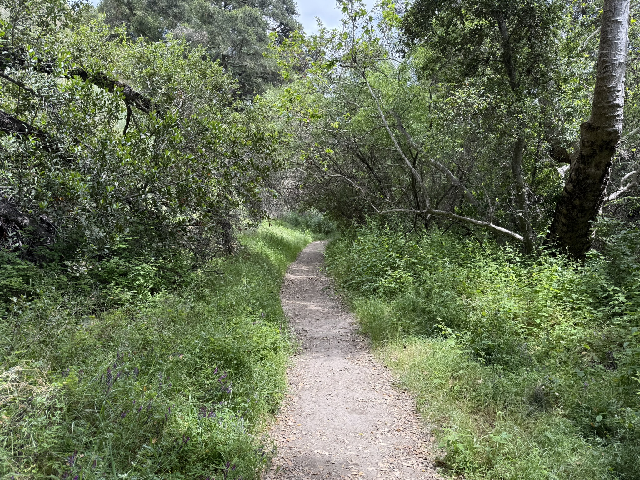 Sunol Wilderness Regional Preserve