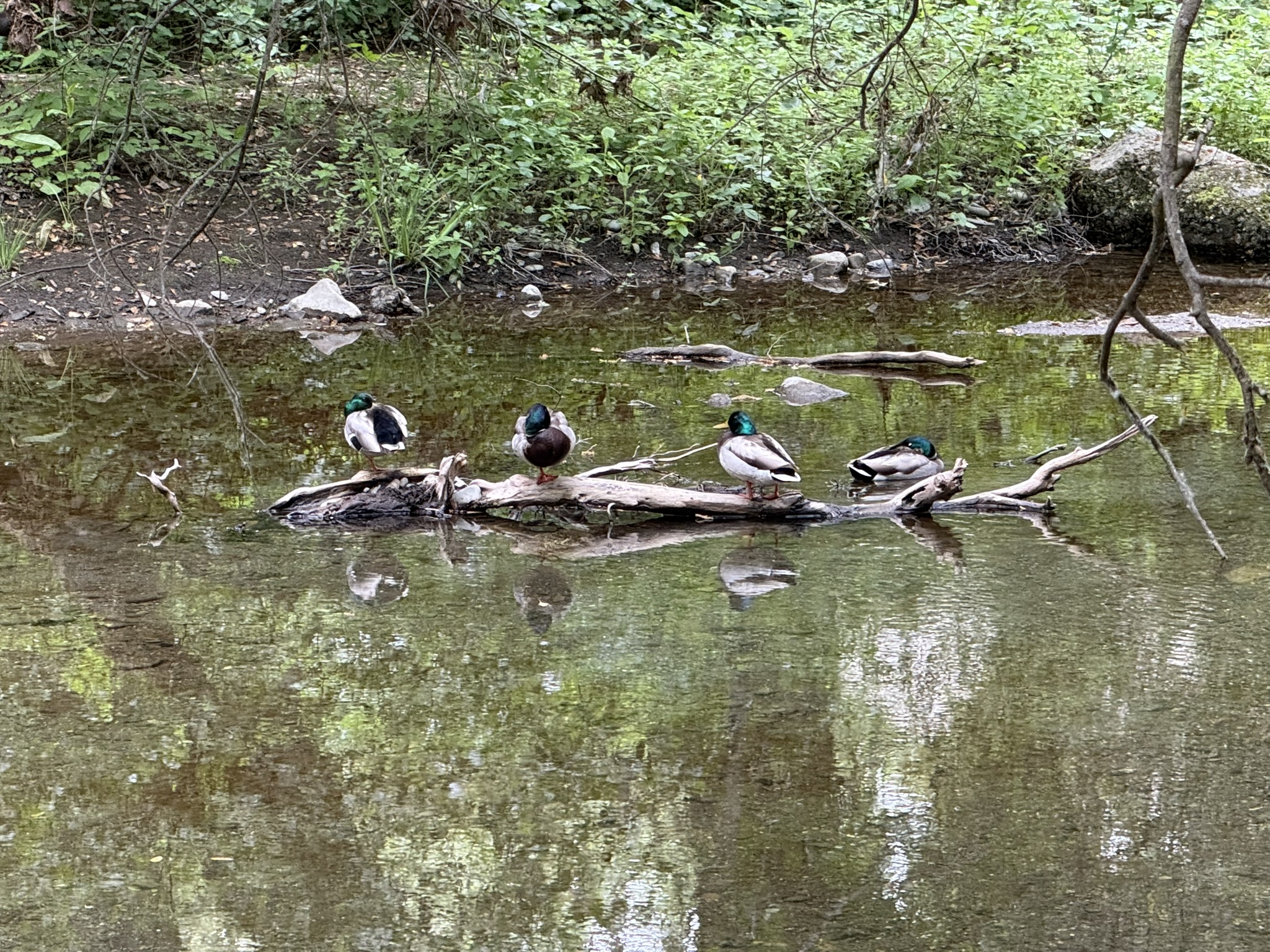 Sunol Wilderness Regional Preserve
