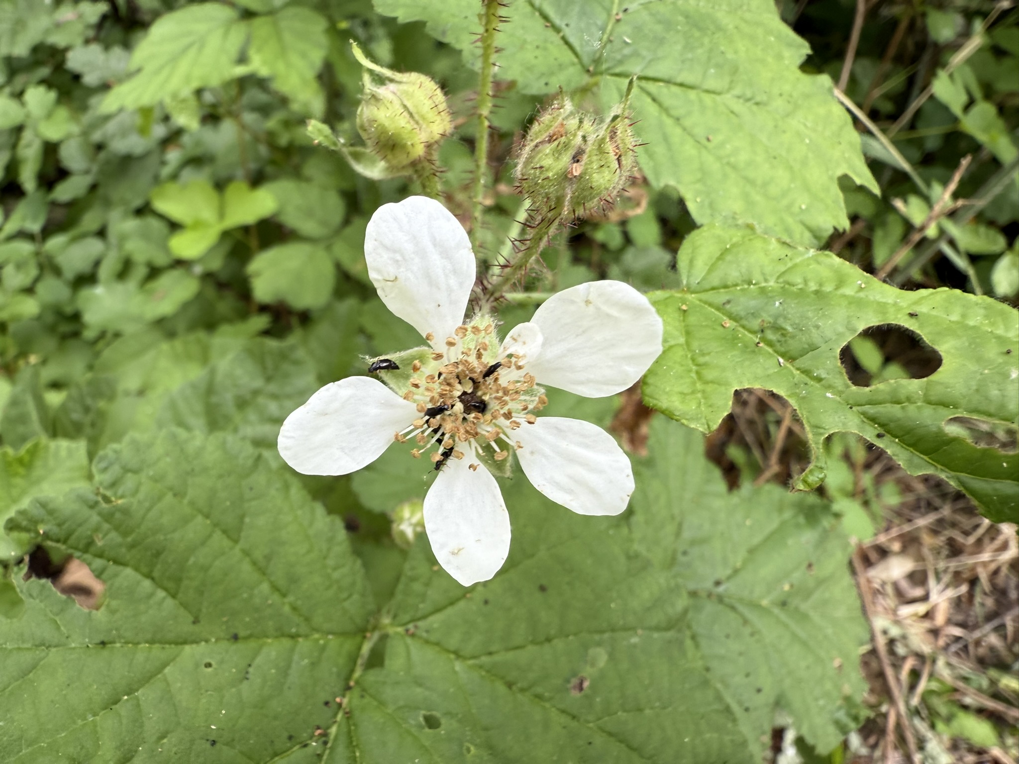 Sunol Wilderness Regional Preserve