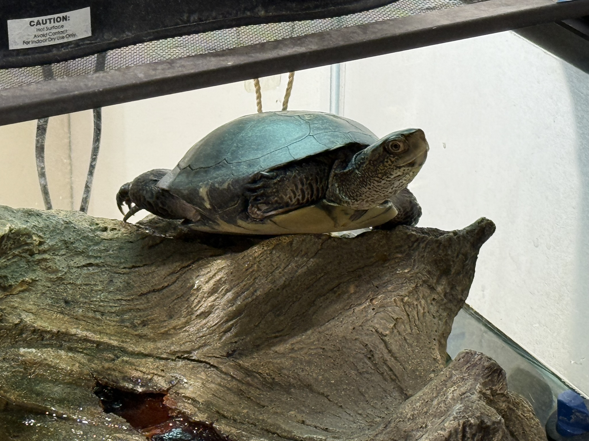 Sunol Wilderness Regional Preserve