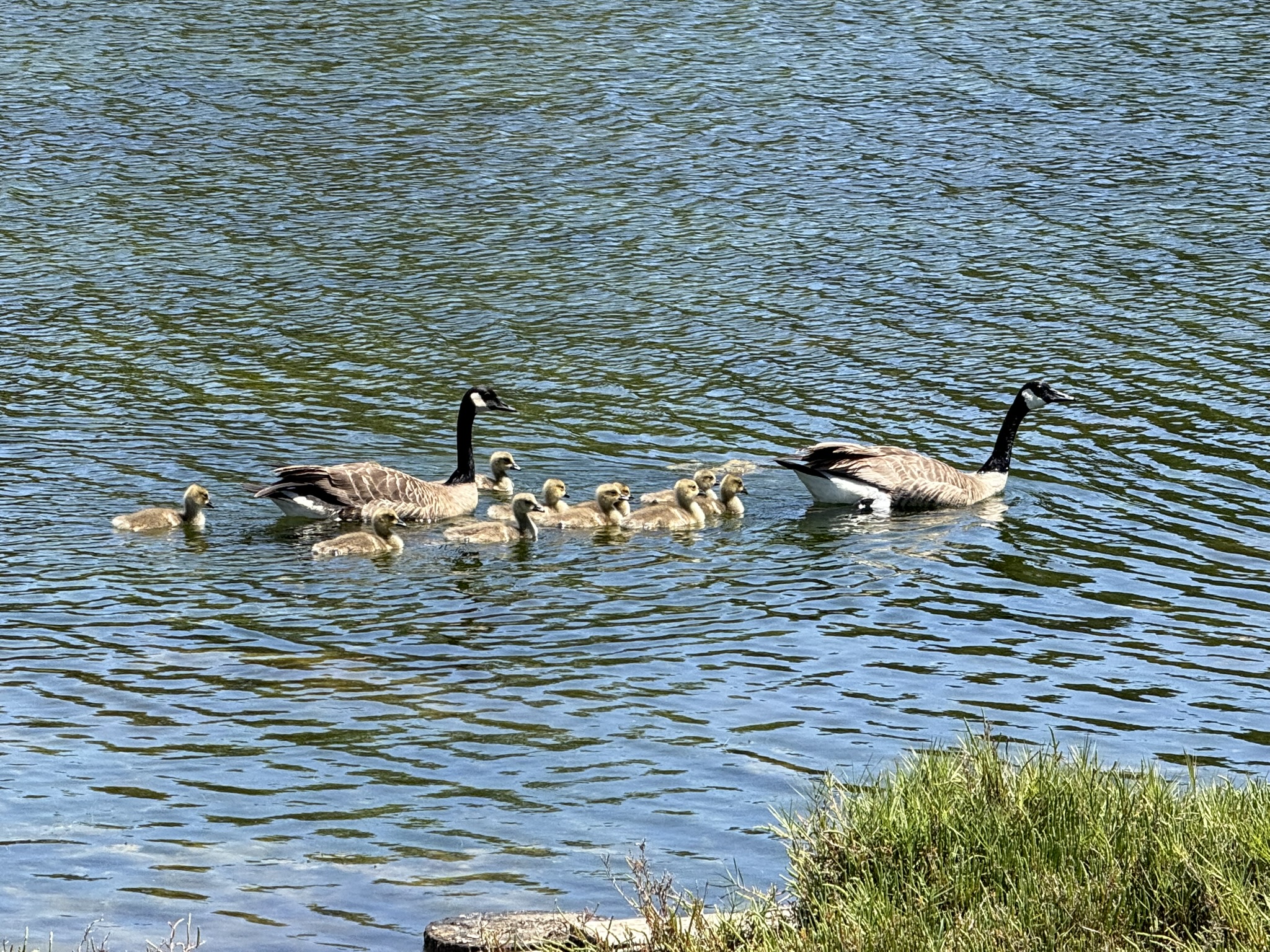Miller/Knox Regional Shoreline