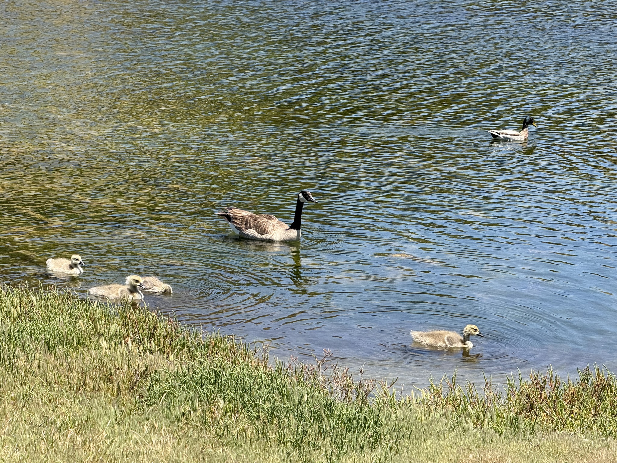 Miller/Knox Regional Shoreline