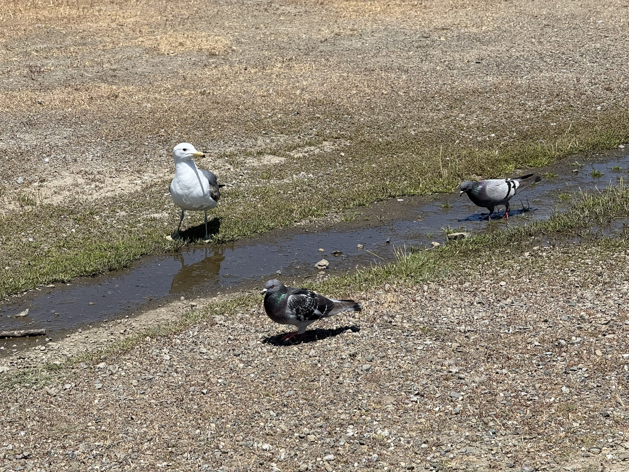 Miller/Knox Regional Shoreline