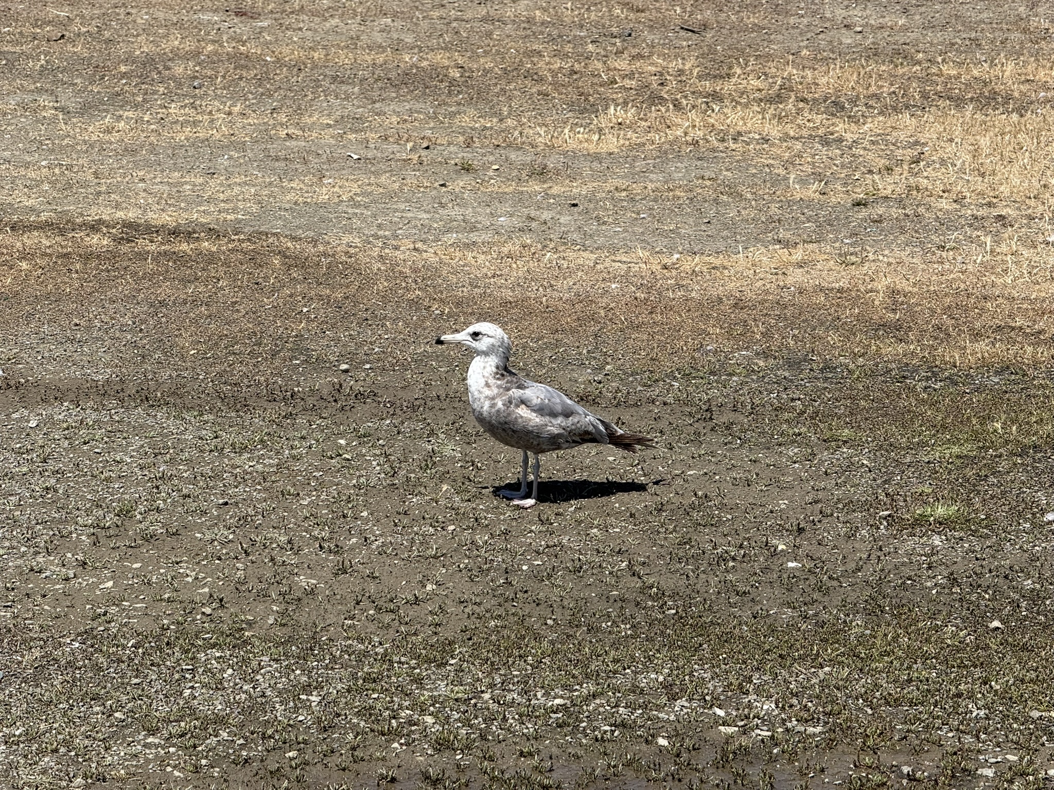 Miller/Knox Regional Shoreline