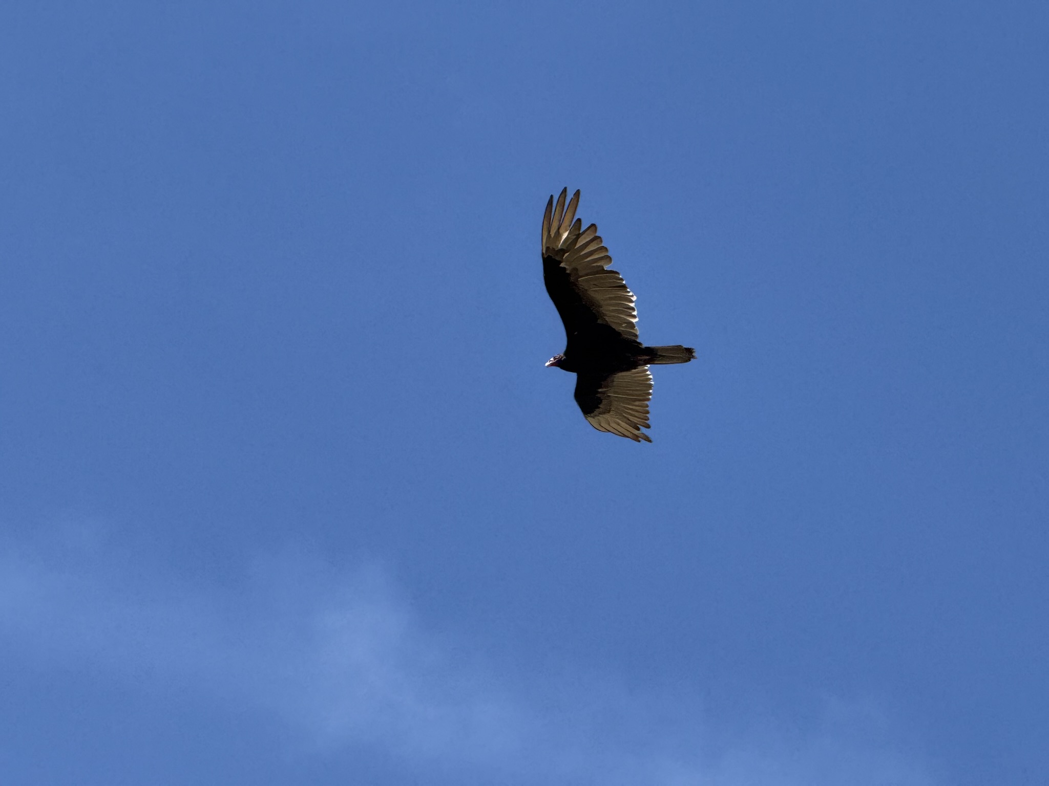 Miller/Knox Regional Shoreline