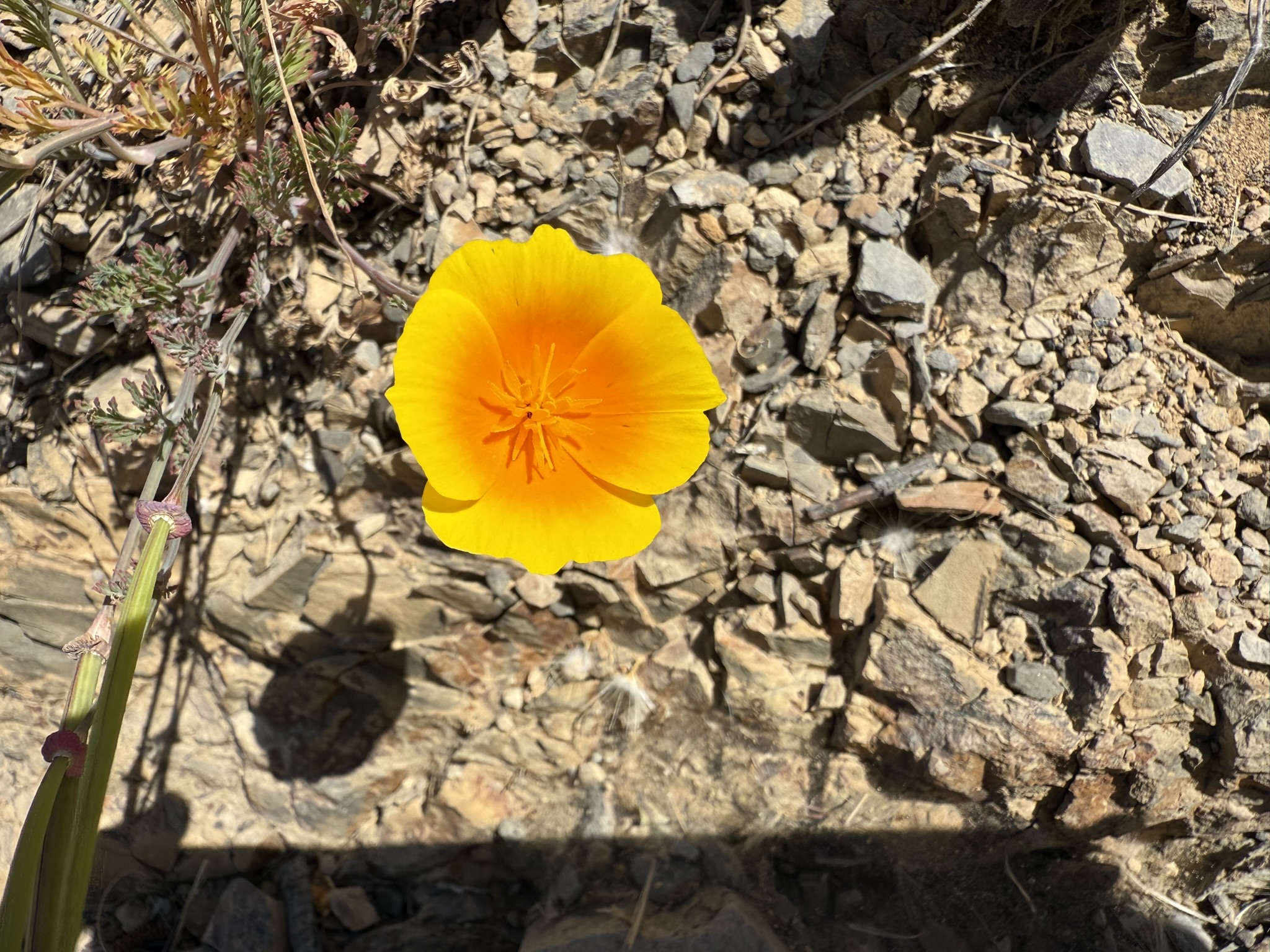 Miller/Knox Regional Shoreline