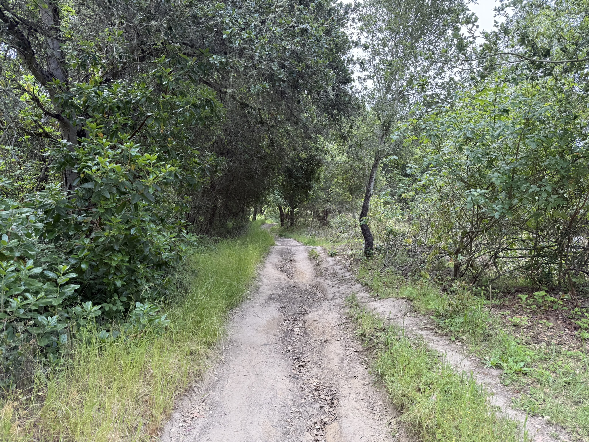 Anthony Chabot Regional Park East