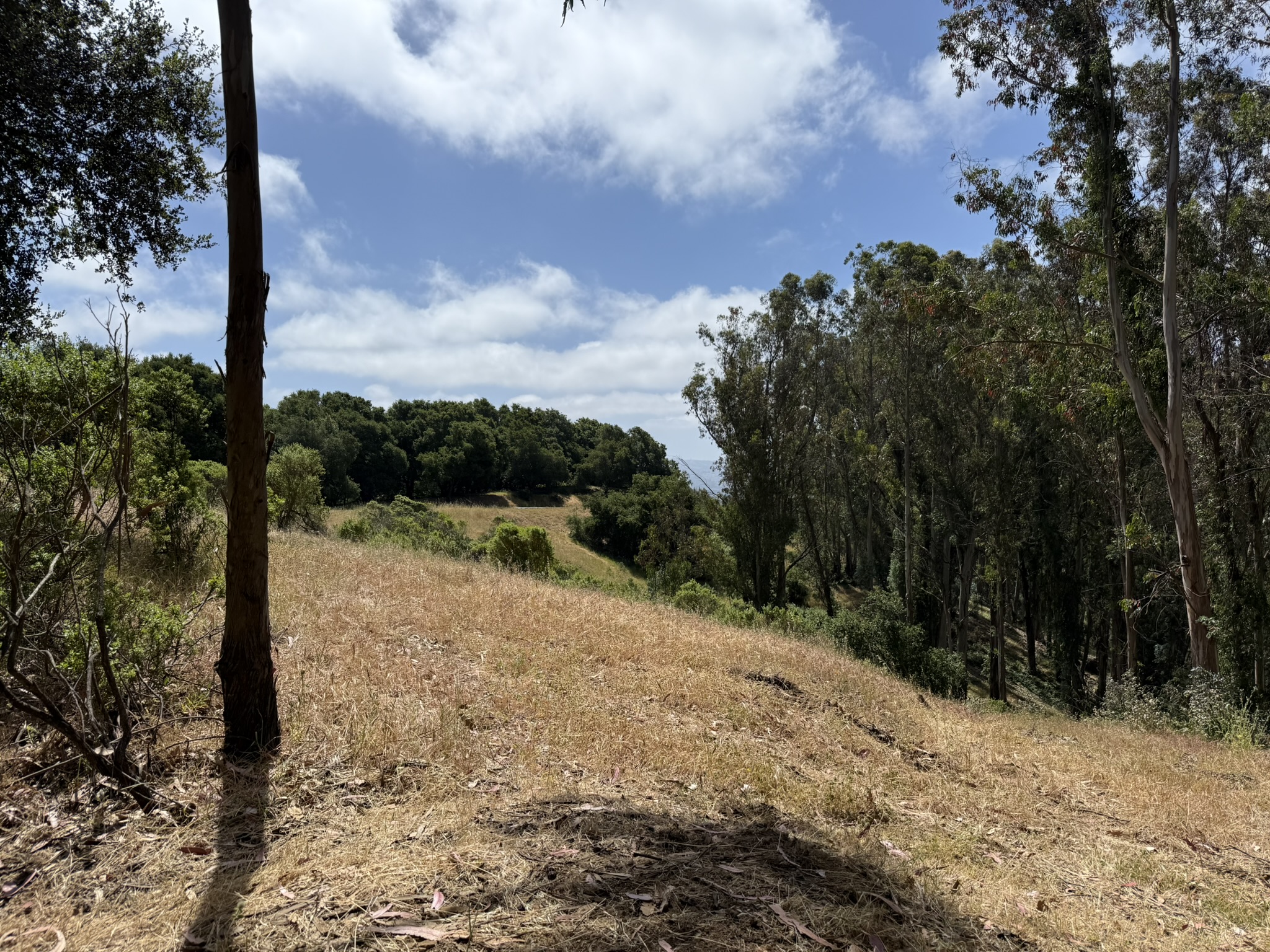 Anthony Chabot Regional Park East
