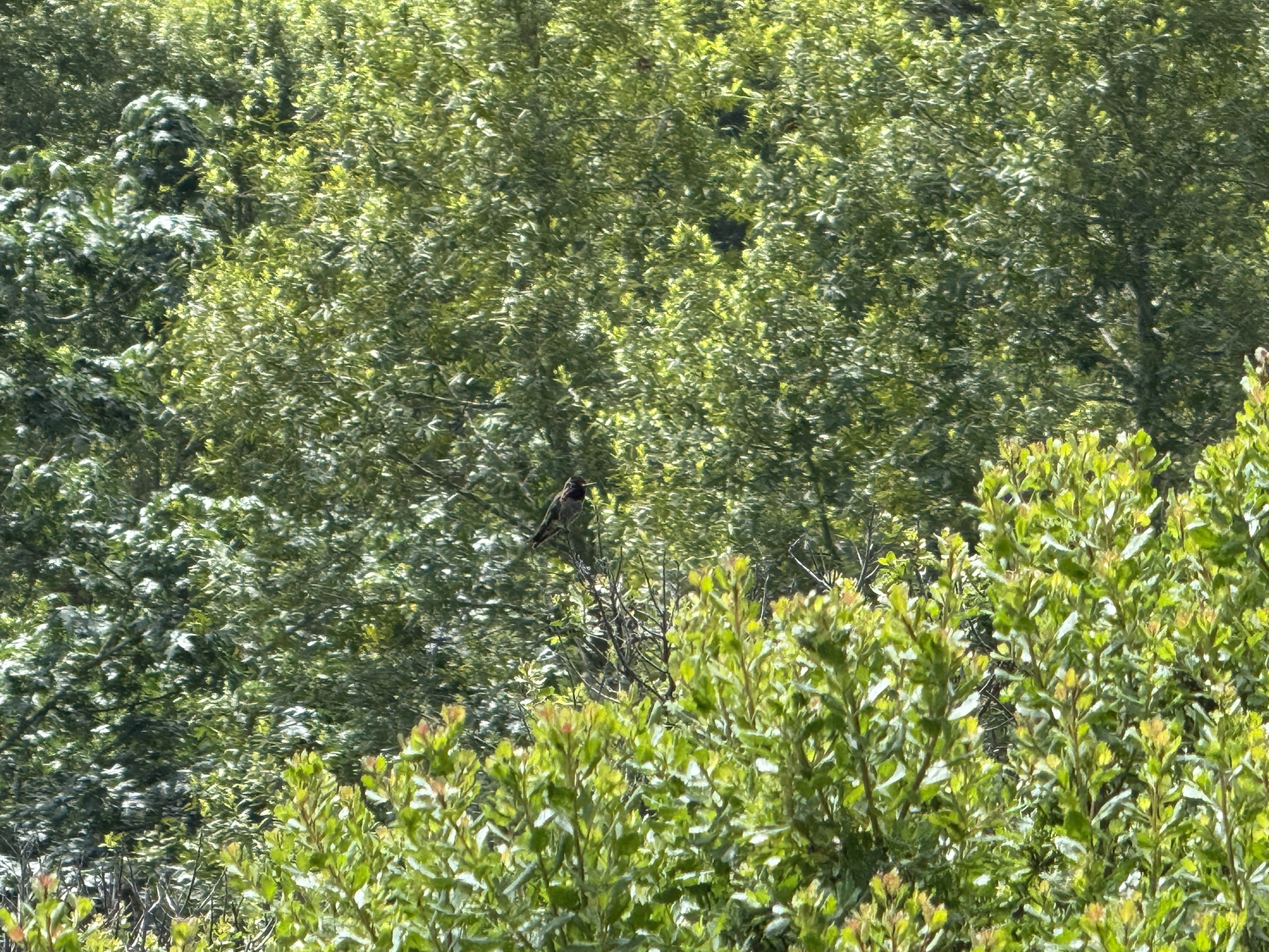 Anthony Chabot Regional Park East