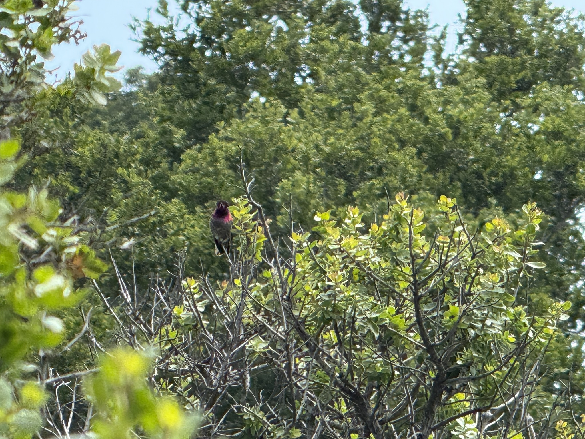 Anthony Chabot Regional Park East
