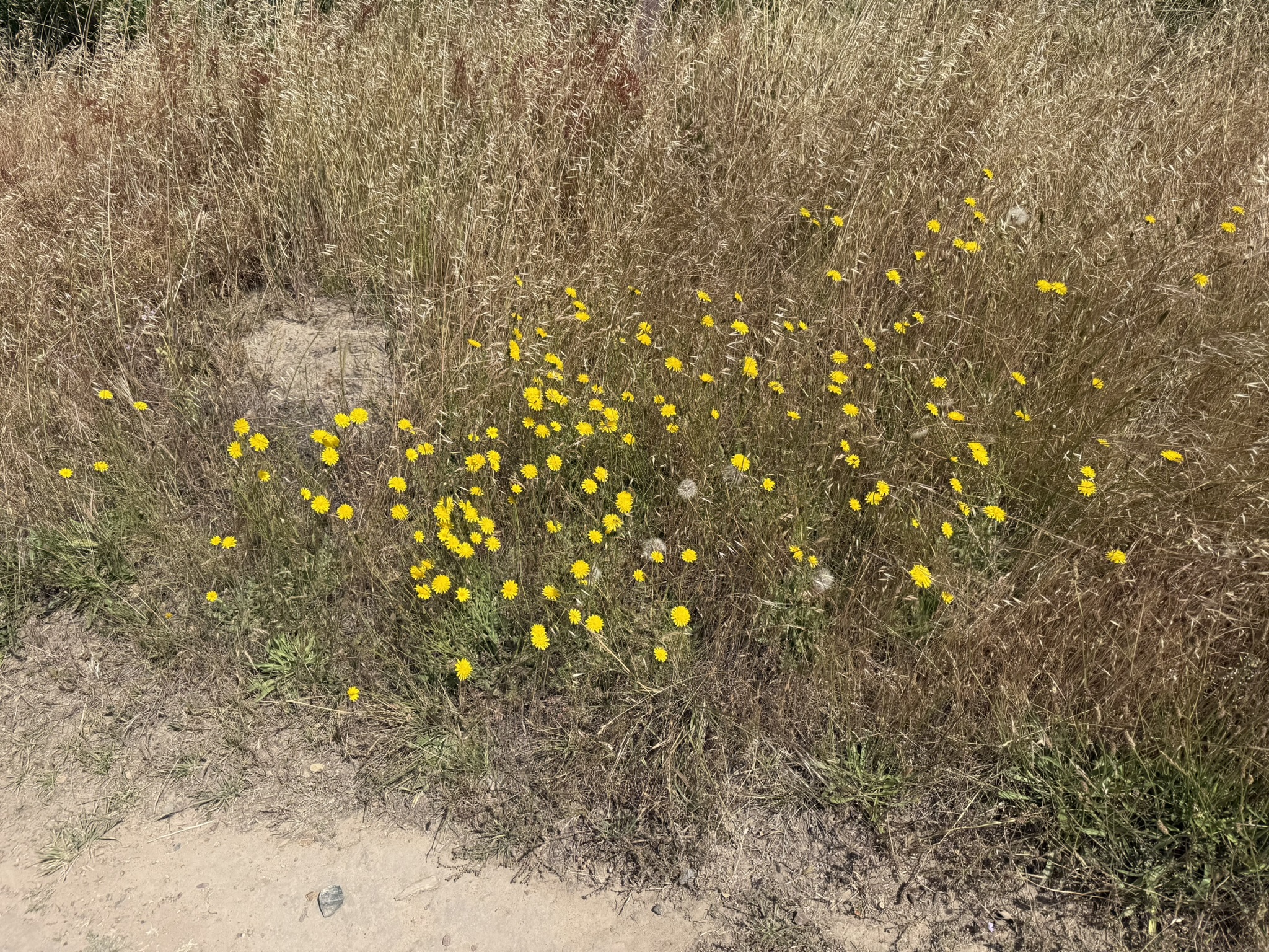 Anthony Chabot Regional Park East