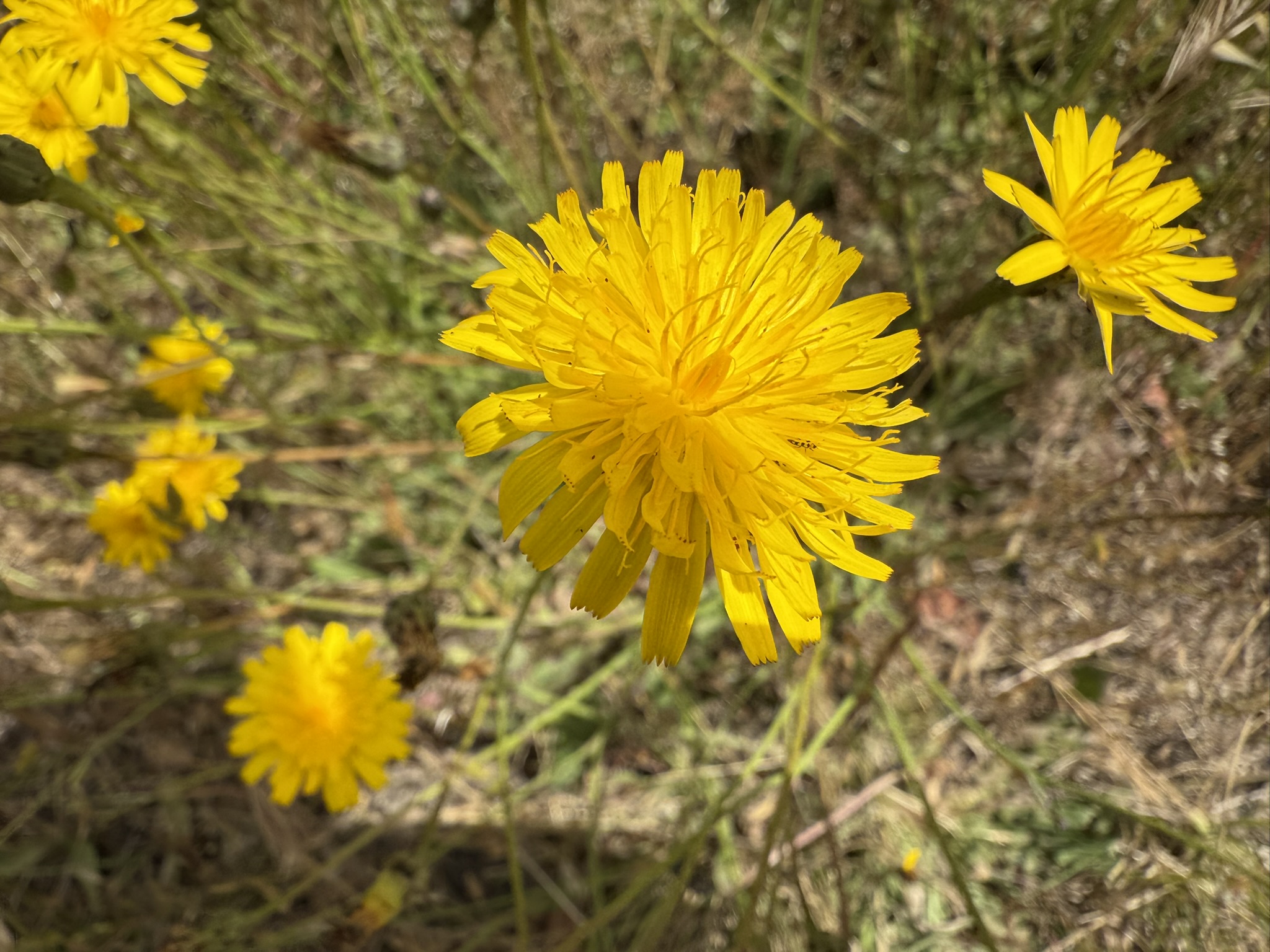 Anthony Chabot Regional Park East