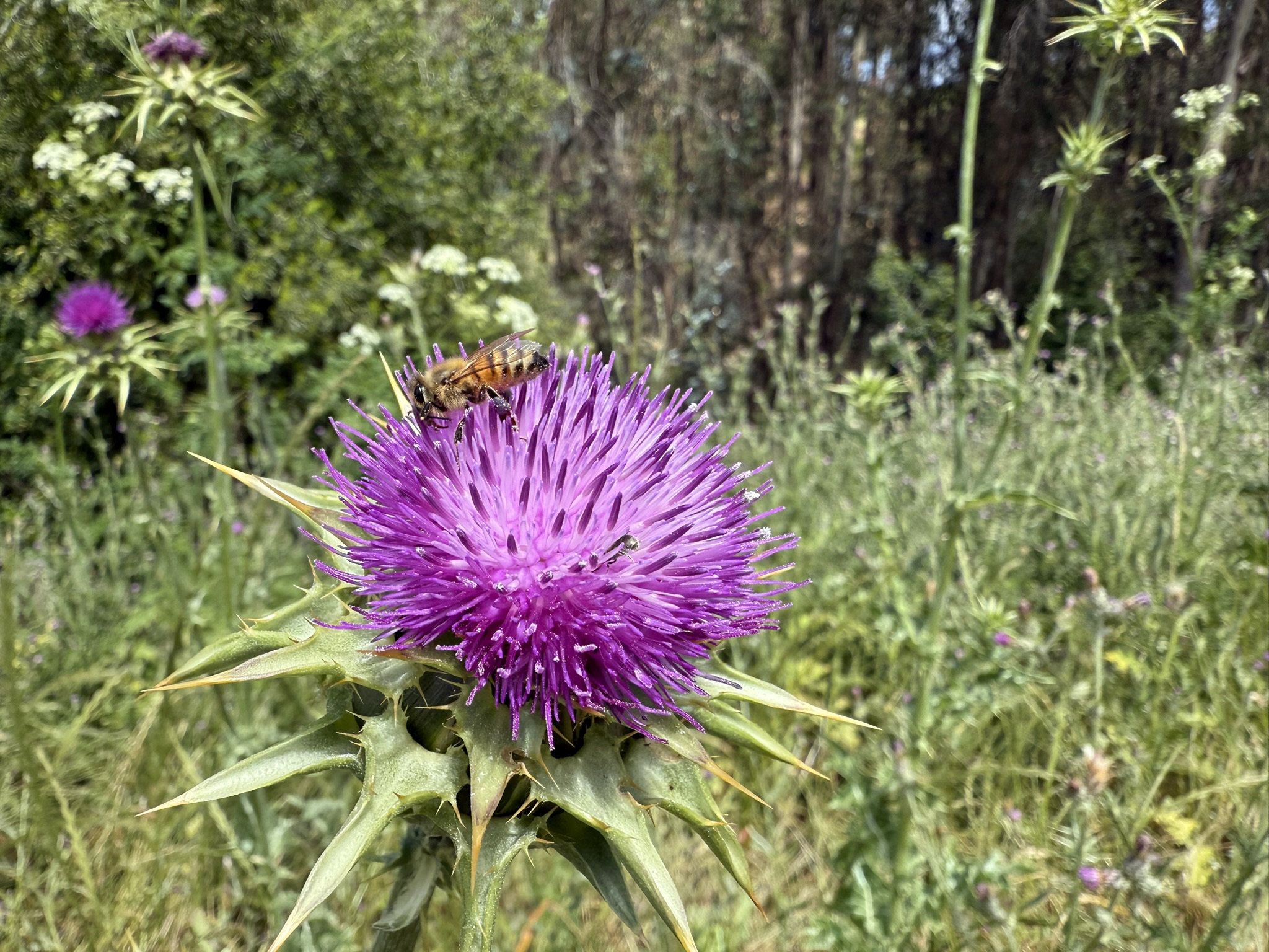Anthony Chabot Regional Park East