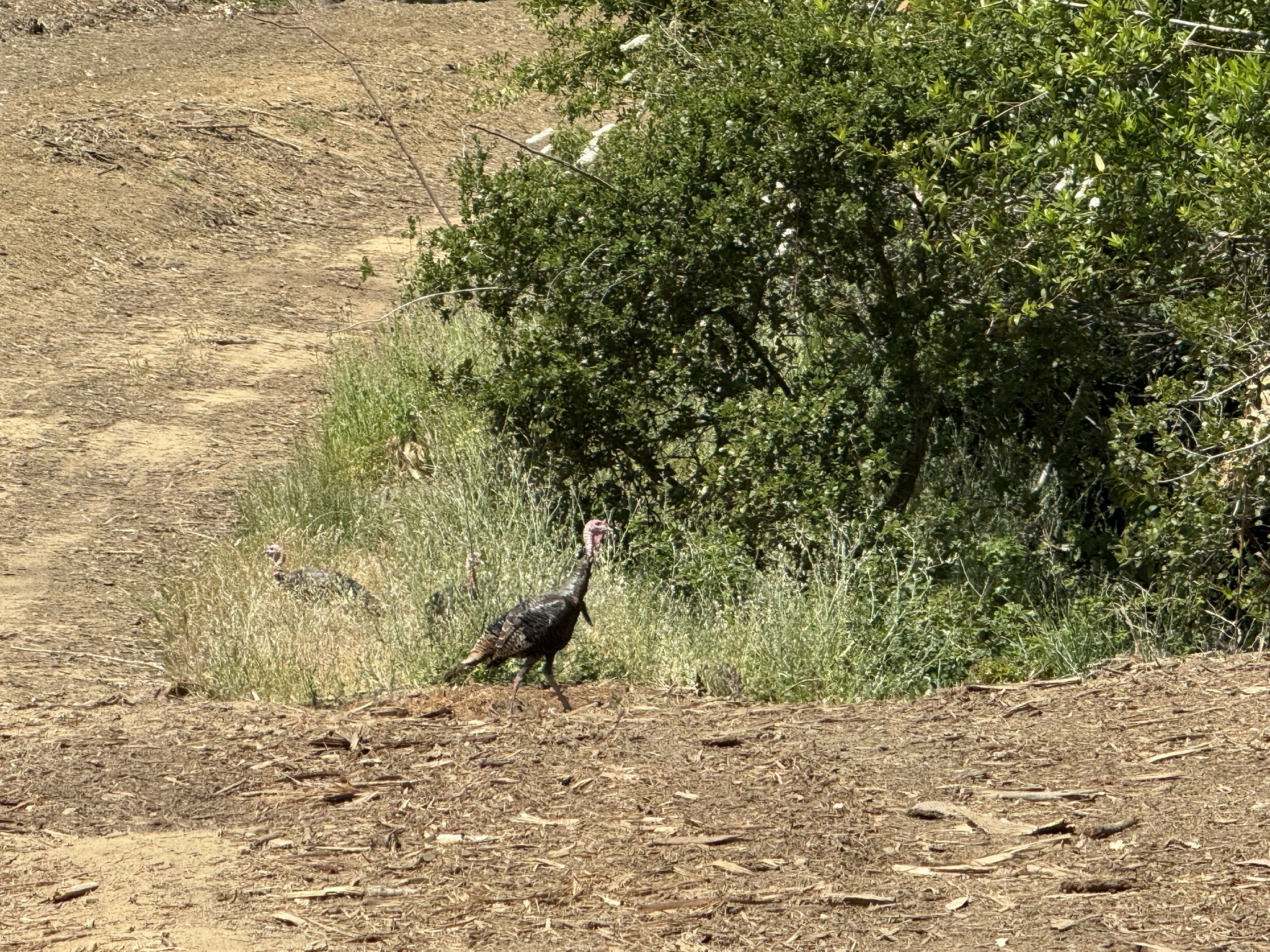 Anthony Chabot Regional Park East