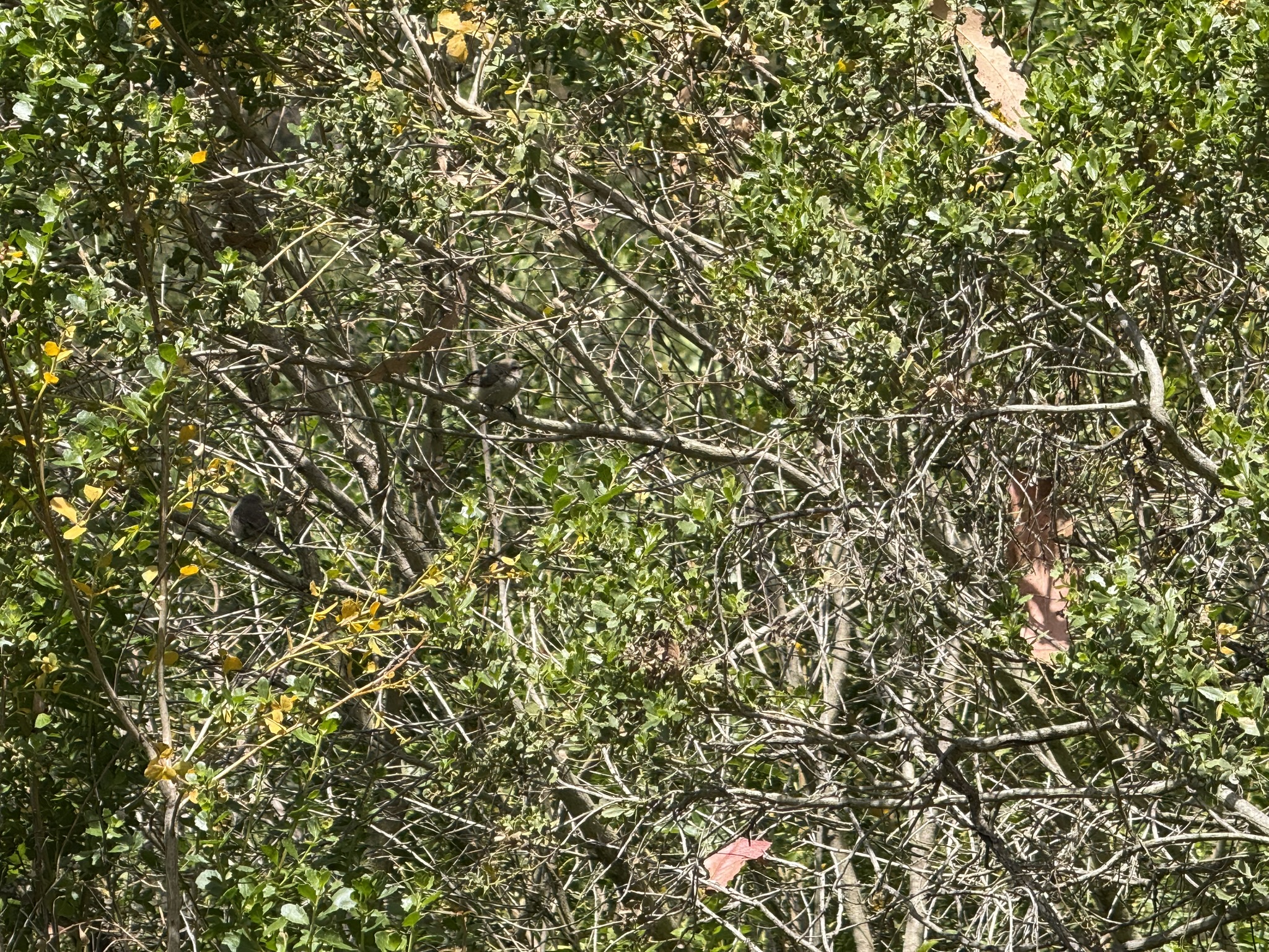Anthony Chabot Regional Park East