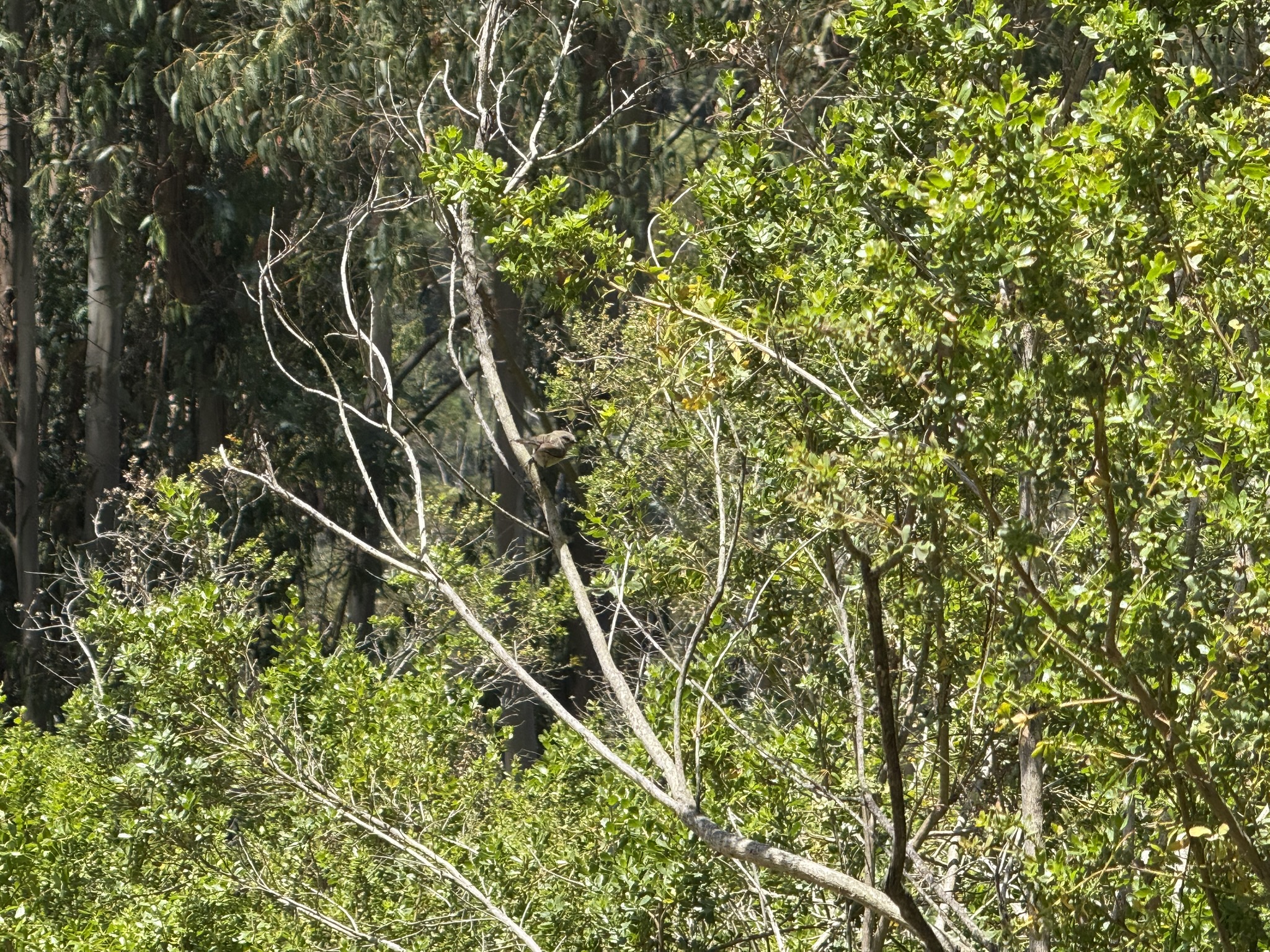 Anthony Chabot Regional Park East